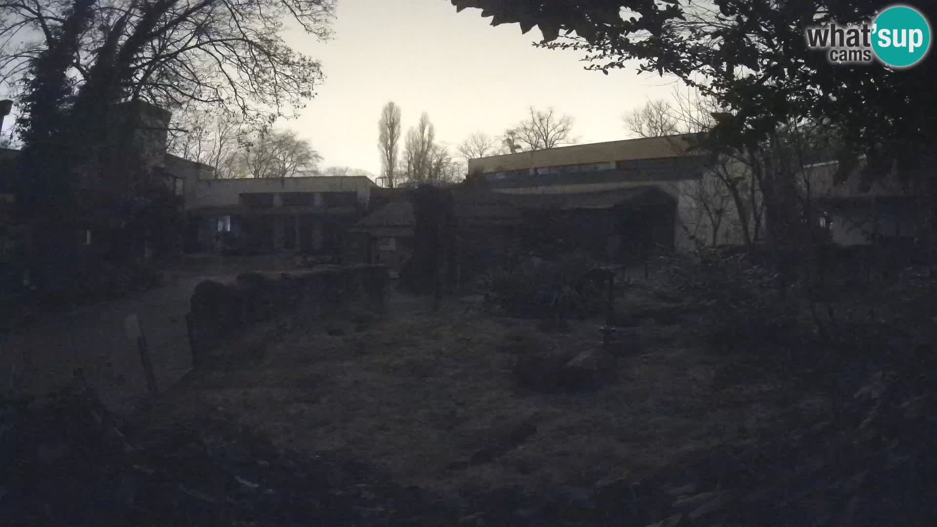 Zoo Zagreb – Suricate