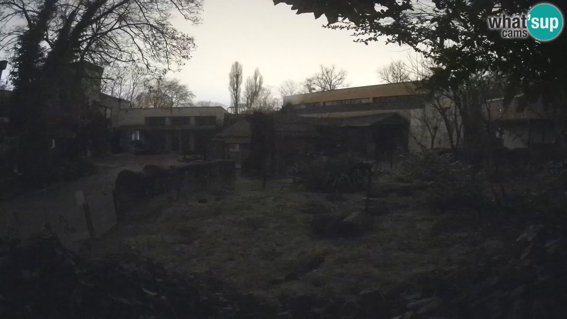 Zoo Zagreb – Suricate