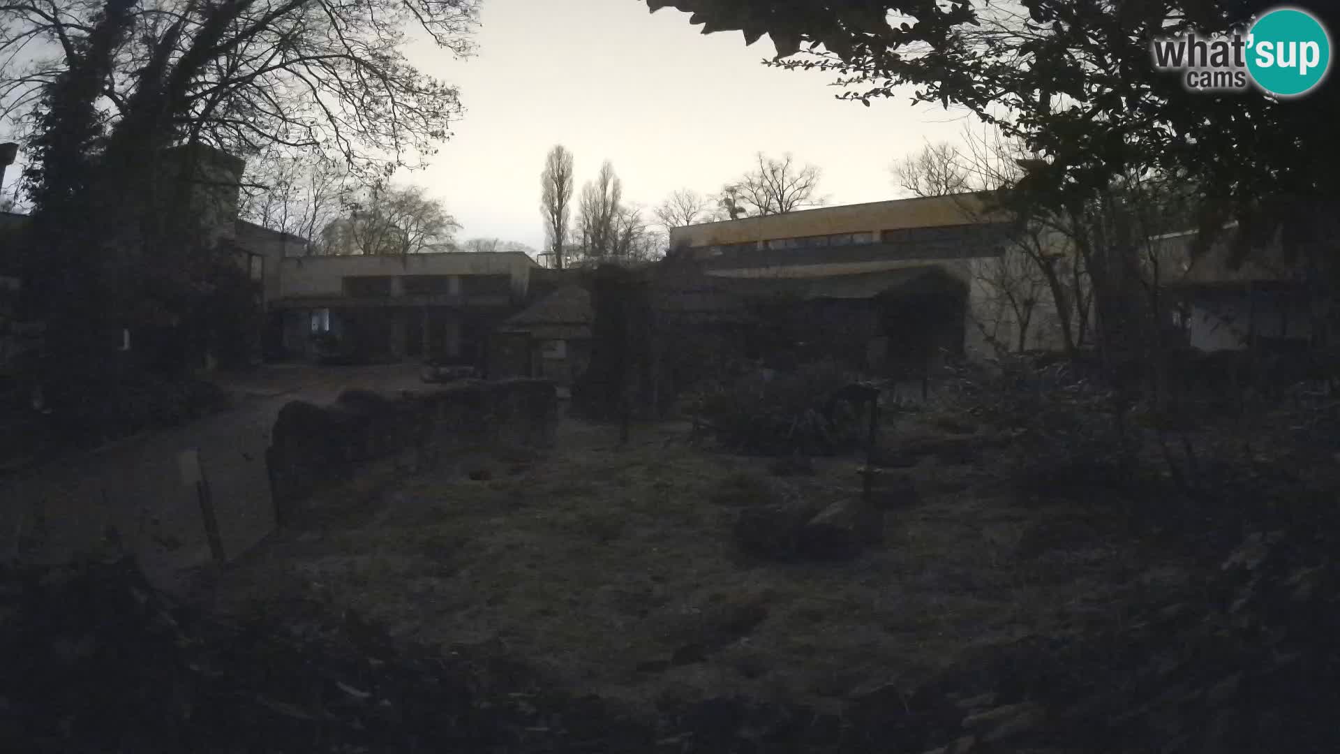 Zoo Zagreb – Surikate