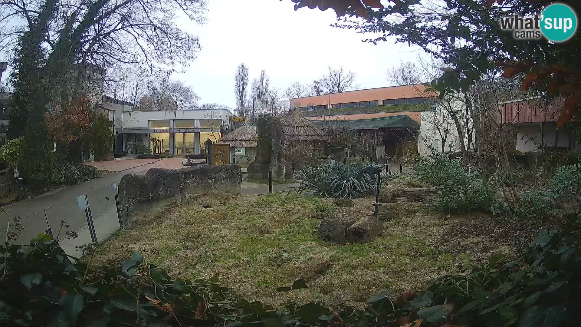 Zoo Zagreb – Surikate