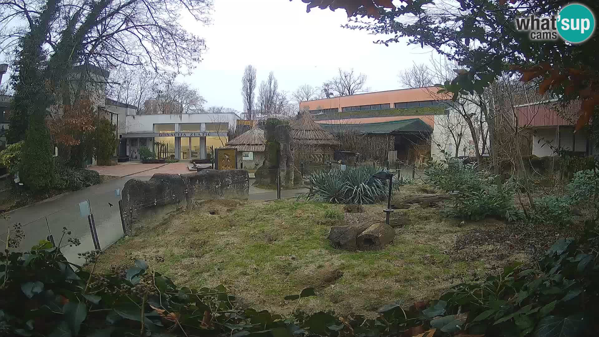 Zoo Zagreb – Suricata