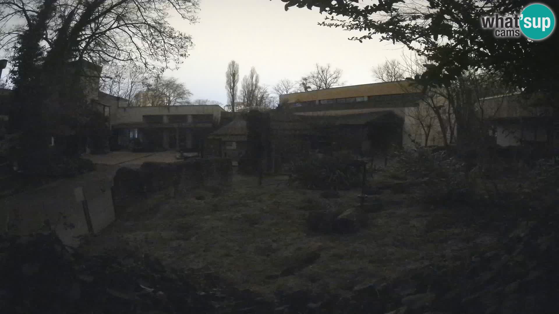 Zoo Zagreb – Merkat