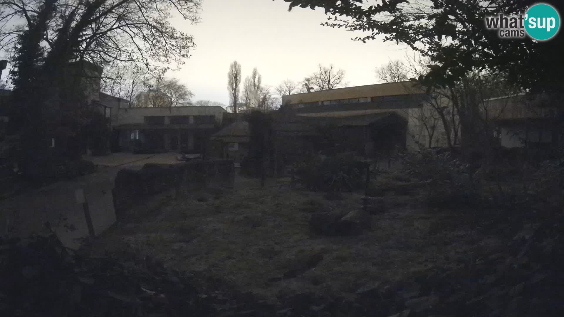 Zoo Zagreb – Suricata