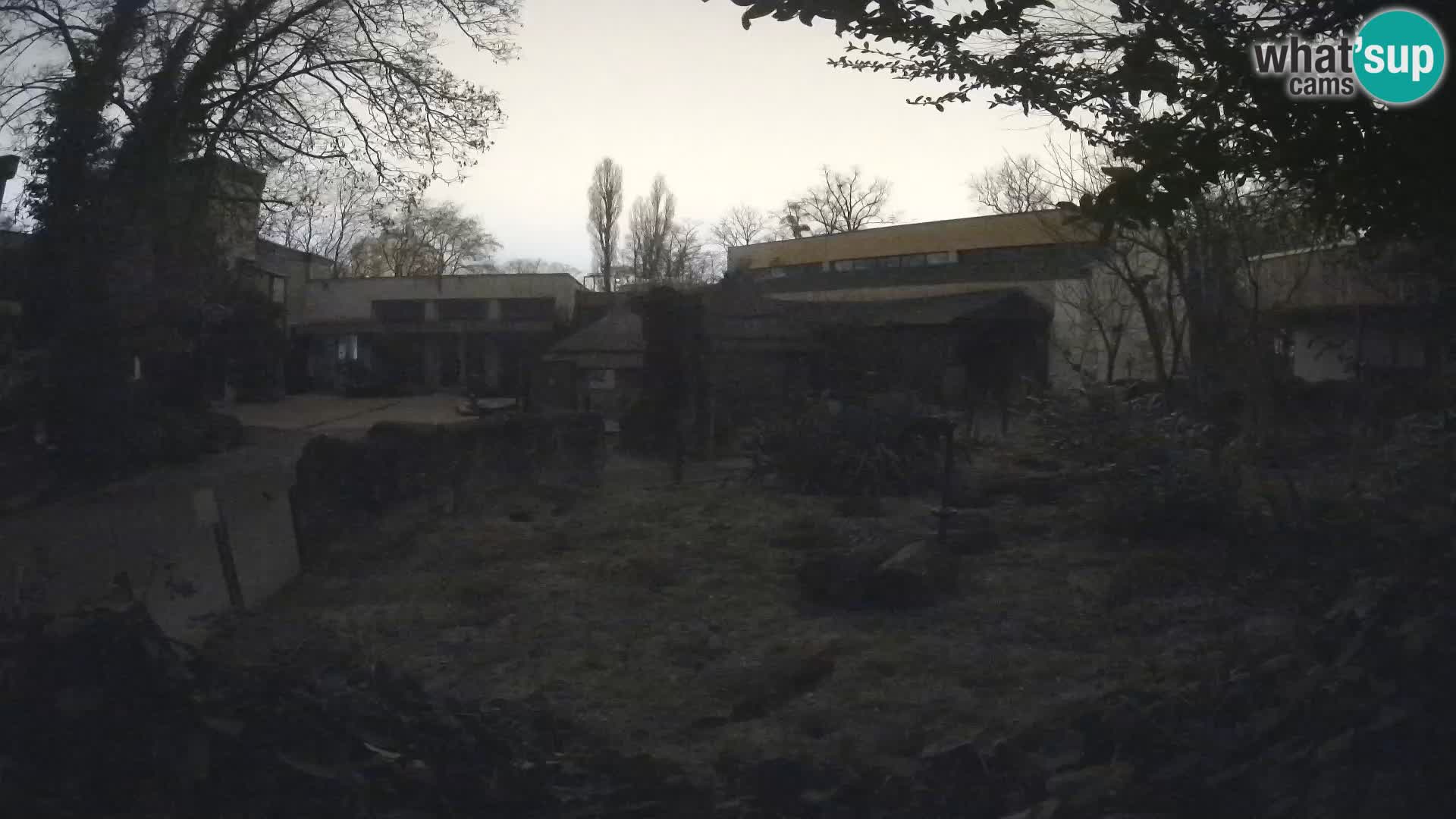 Zoo Zagreb – Merkat