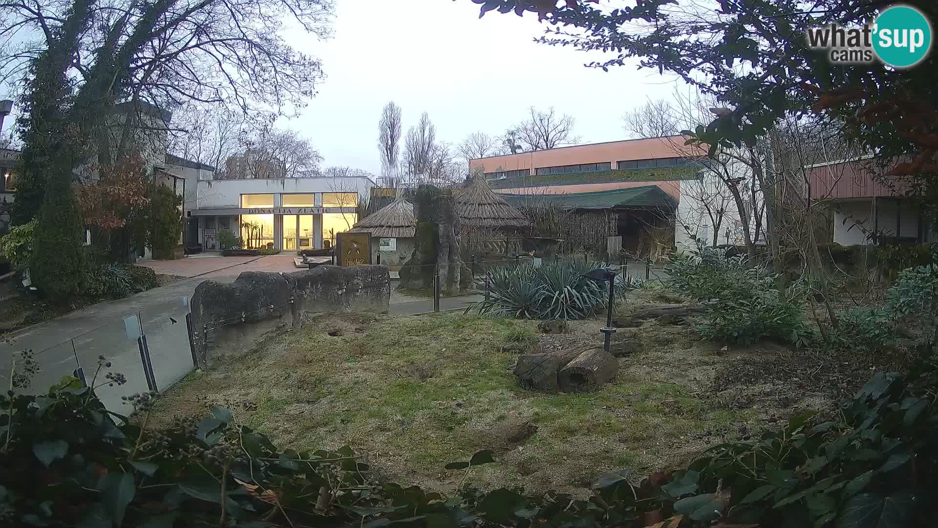 Zoo Zagreb – Suricata