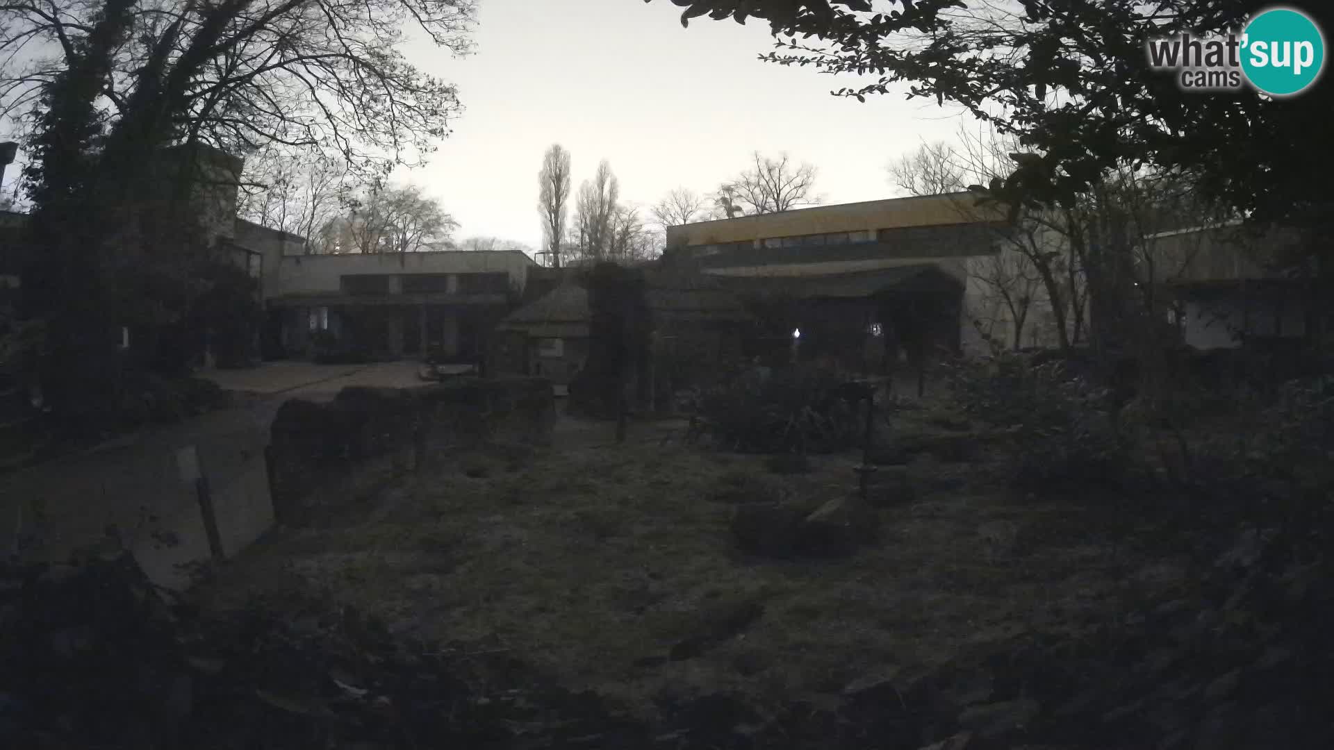 Zoo Zagreb – Suricata