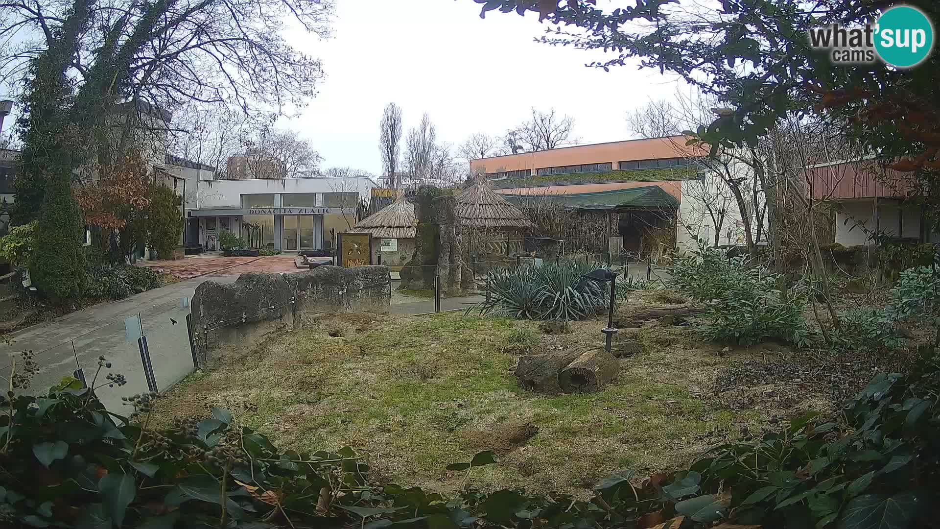 Zoo Zagreb – Suricata