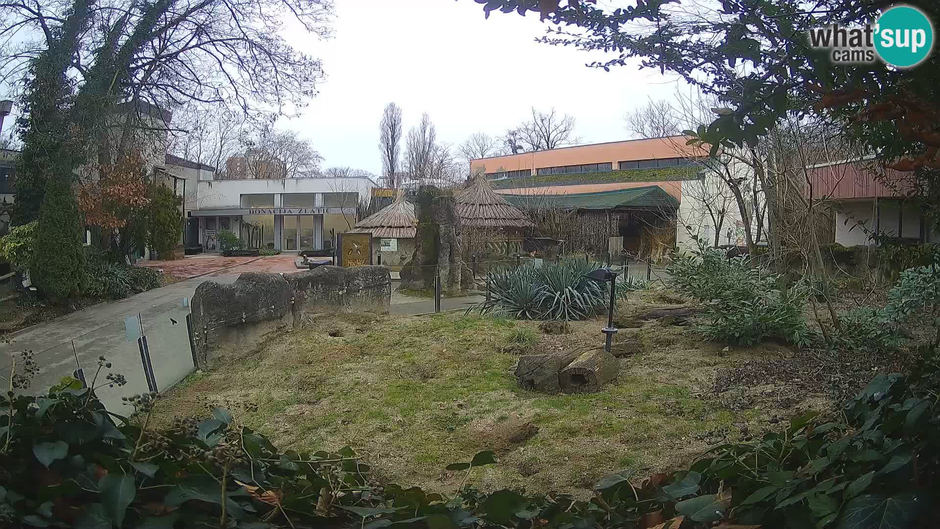 Zoo Zagreb – Merkat