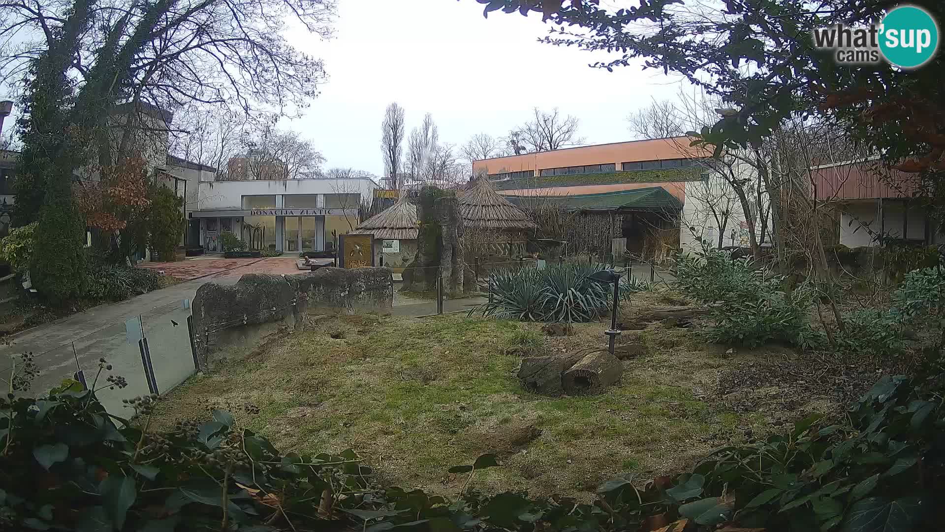 Zoo Zagreb – Surikate