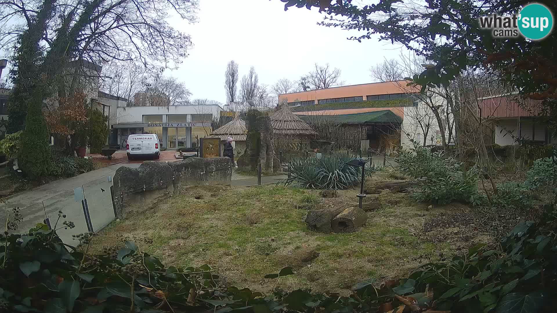Zoo Zagreb – Suricate