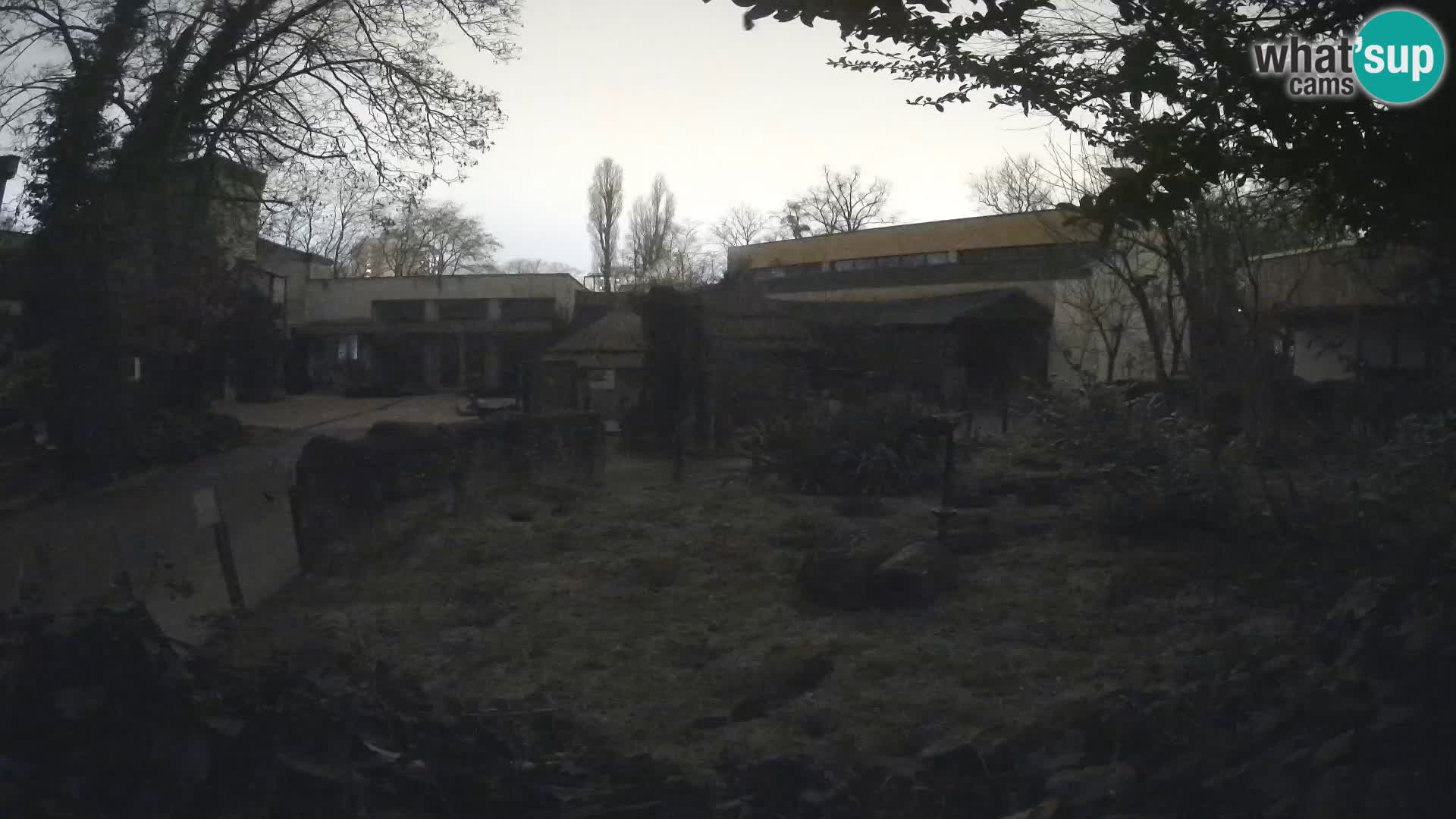 Zoo Zagreb – Suricate