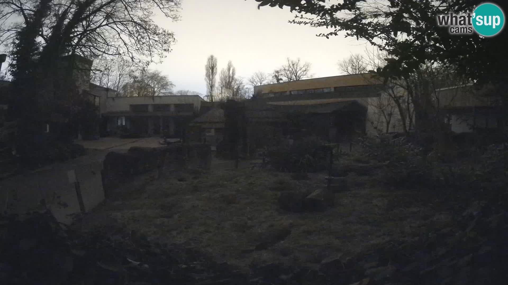 Zoo Zagreb – Suricata