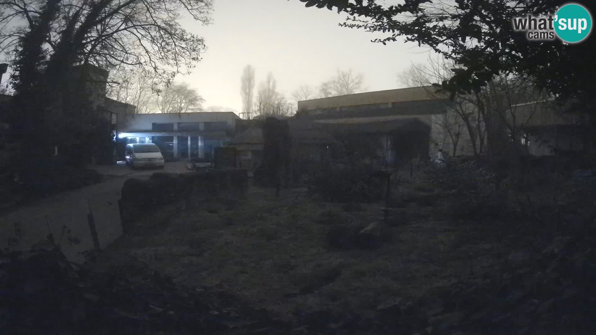 Zoo Zagreb – Surikate