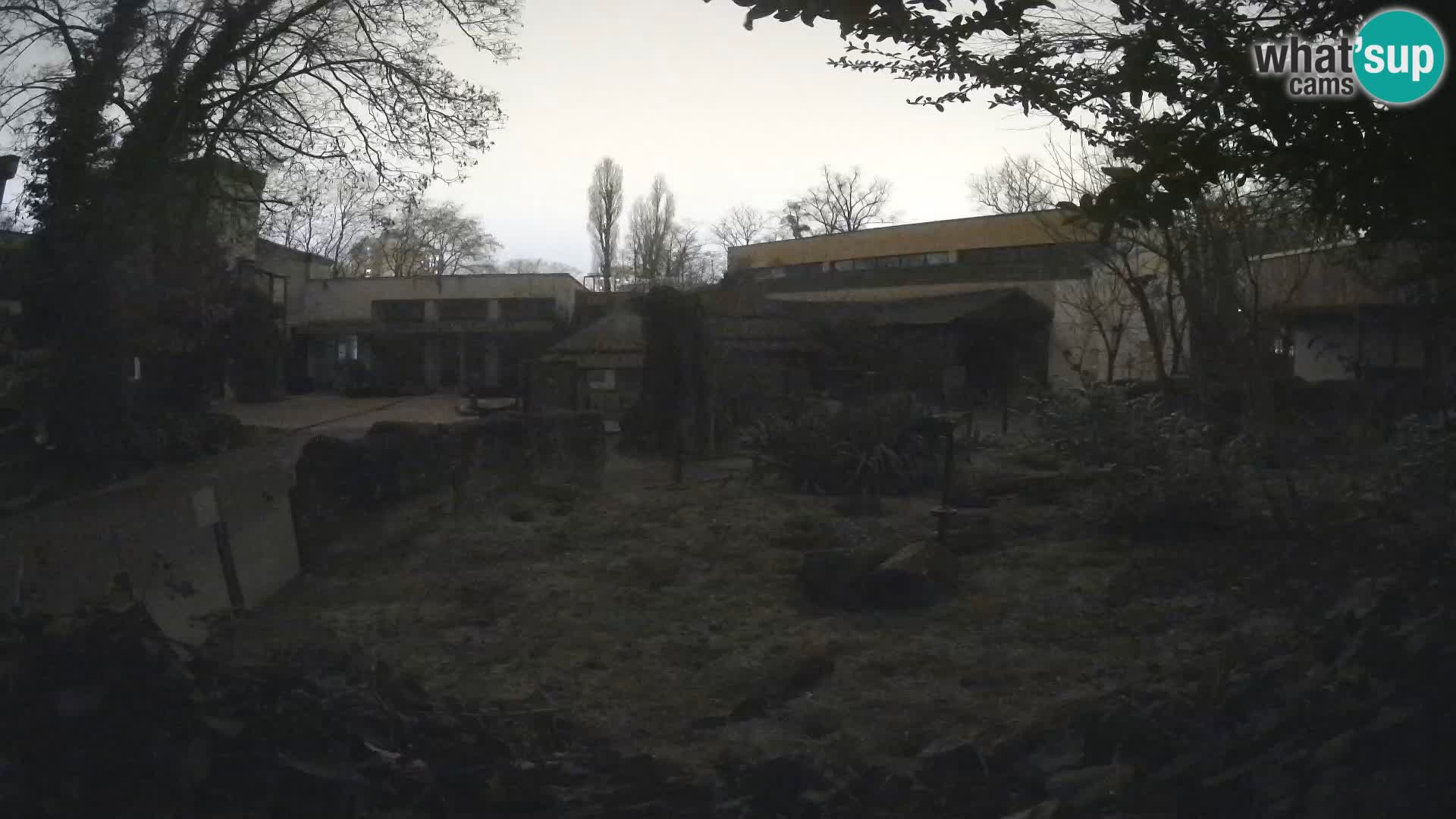 Zoo Zagreb – Suricate