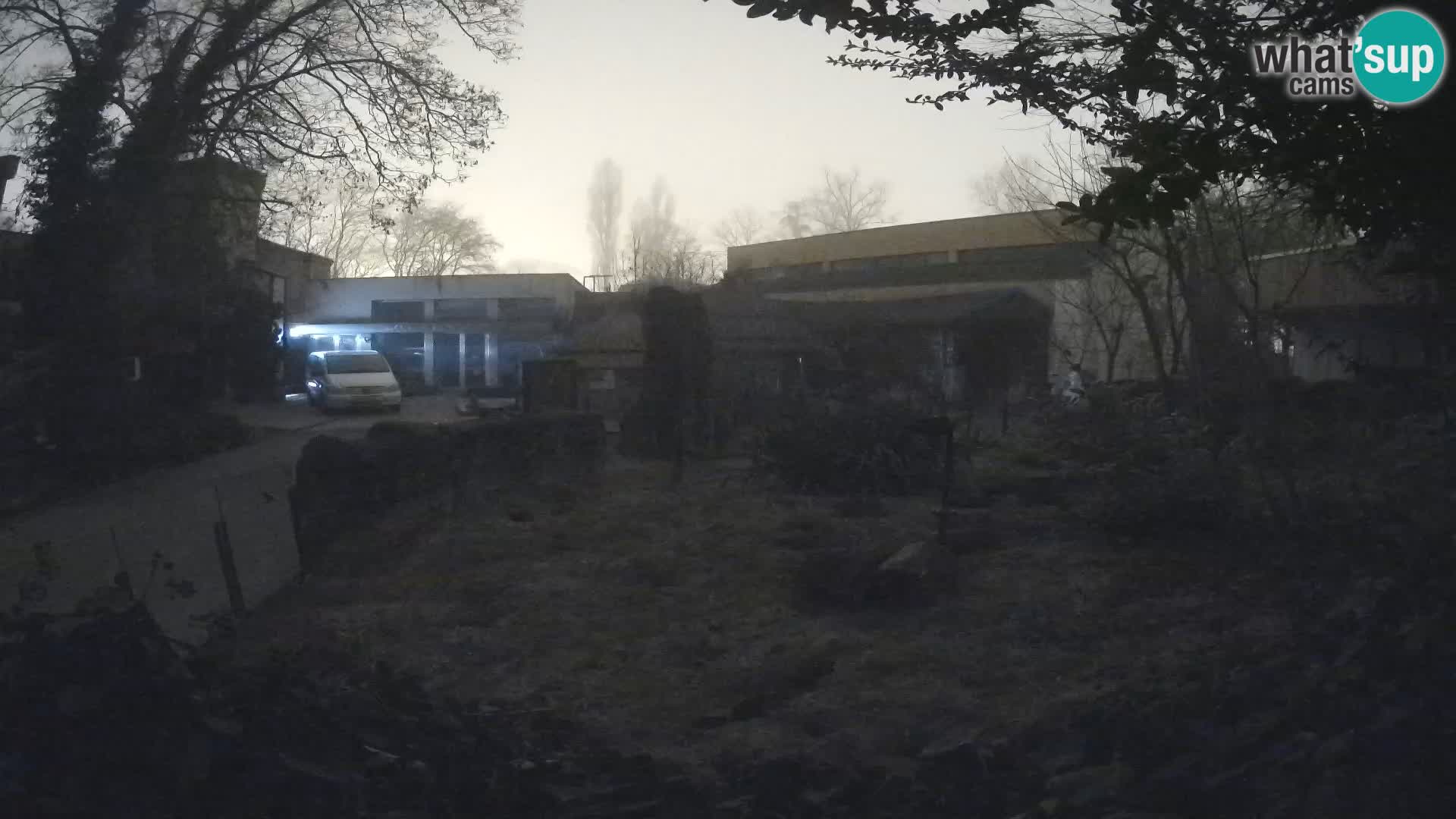 Zoo Zagreb – Surikate