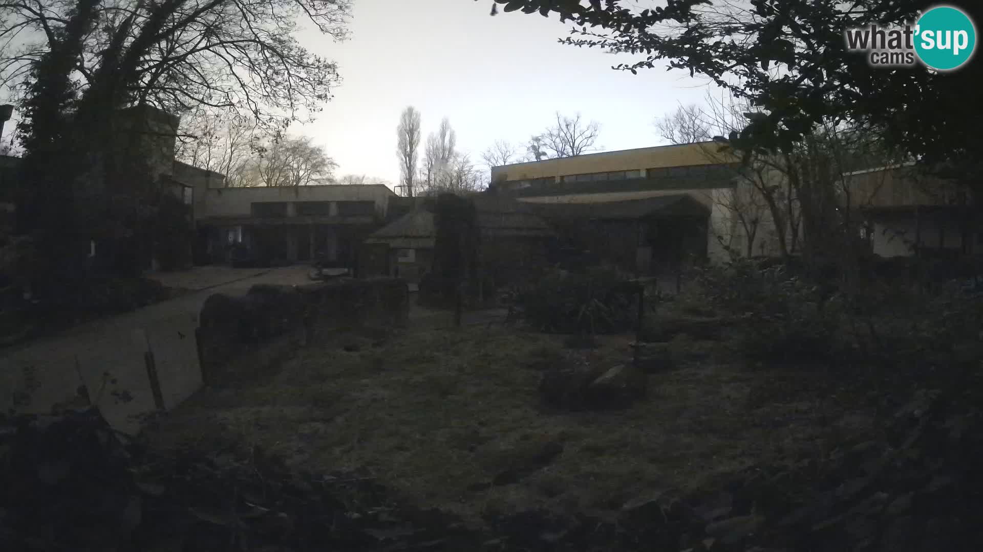 Zoo Zagreb – Suricata