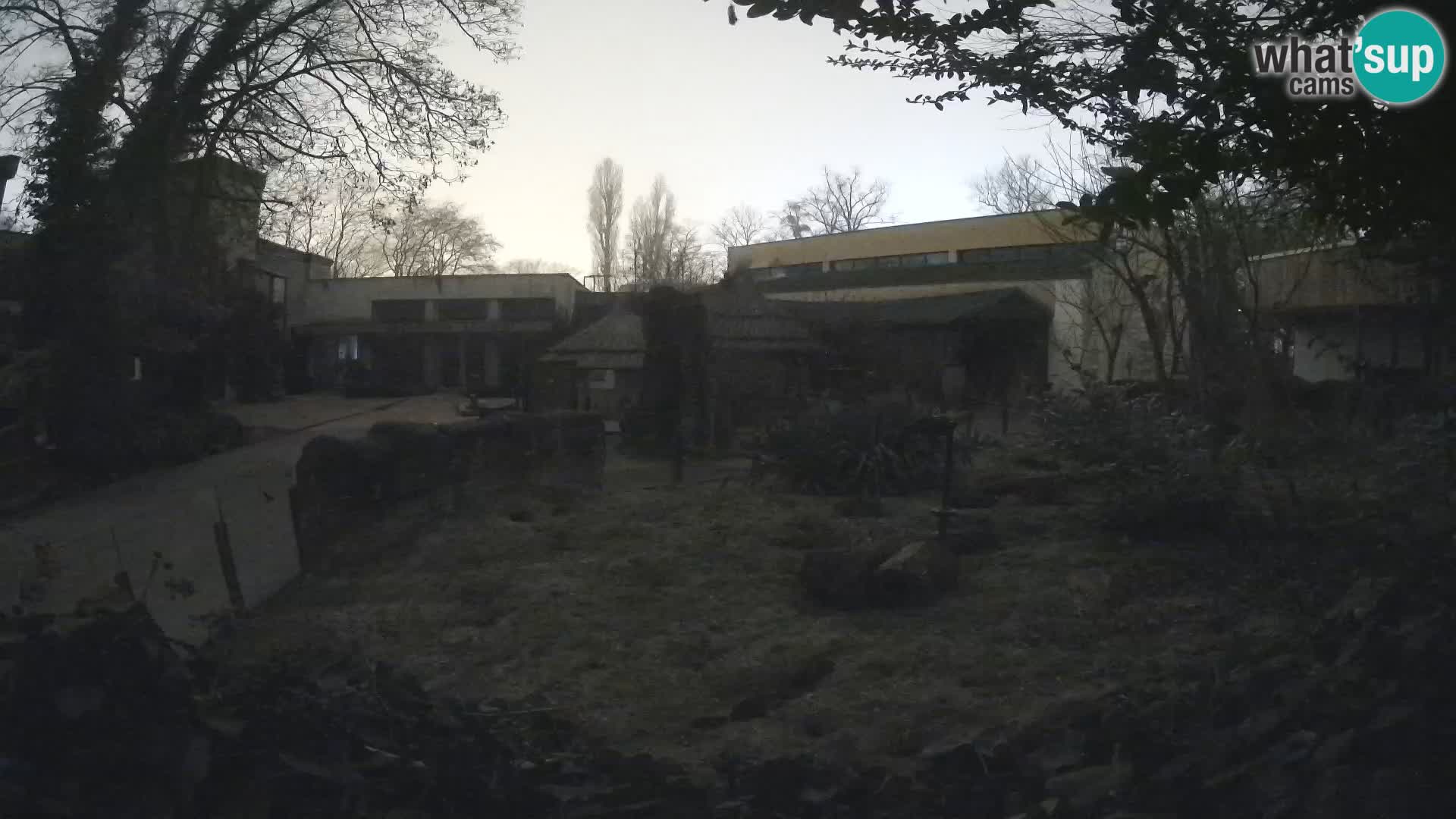 Zoo Zagreb – Surikate