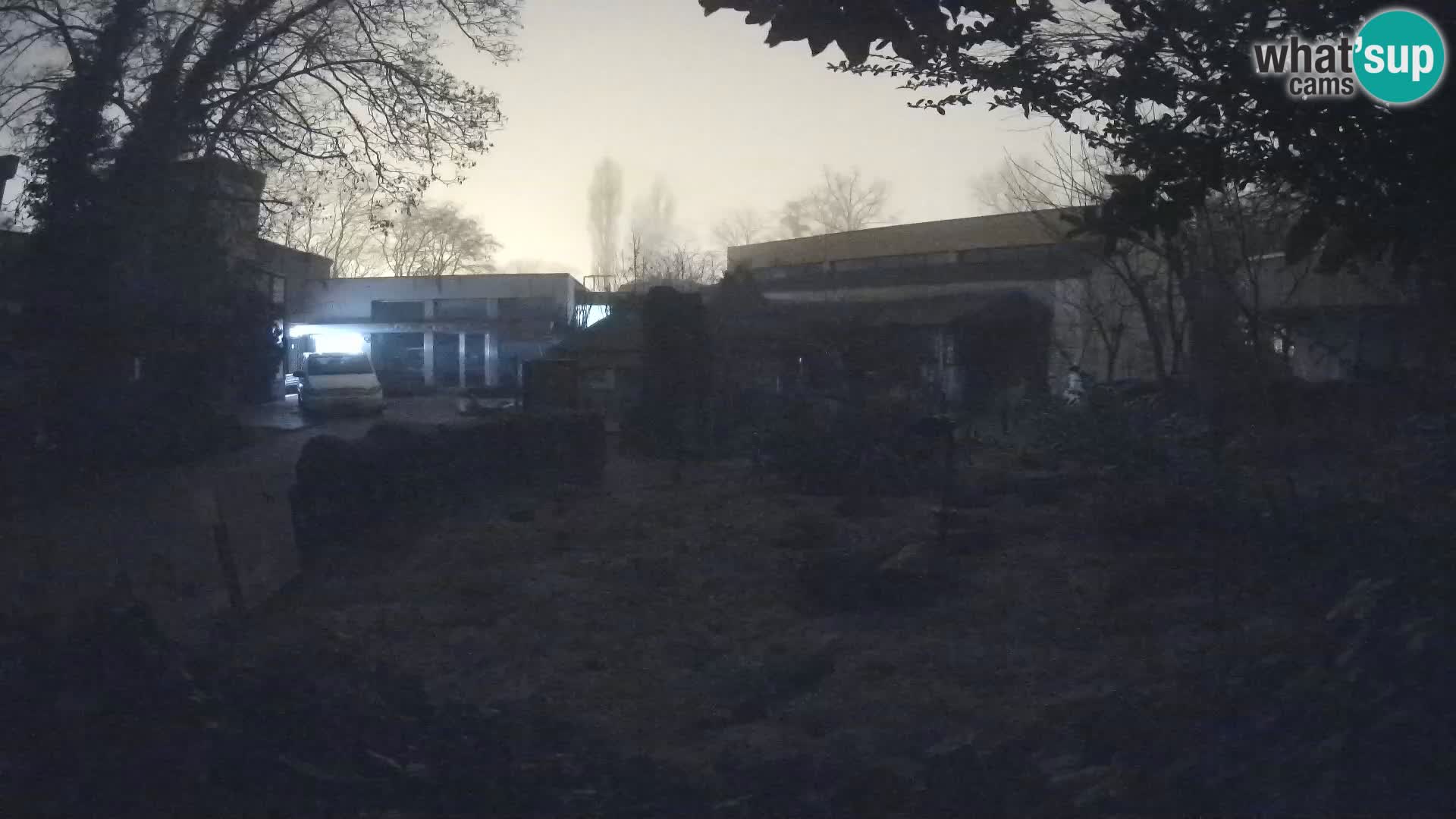 Zoo Zagreb – Suricate