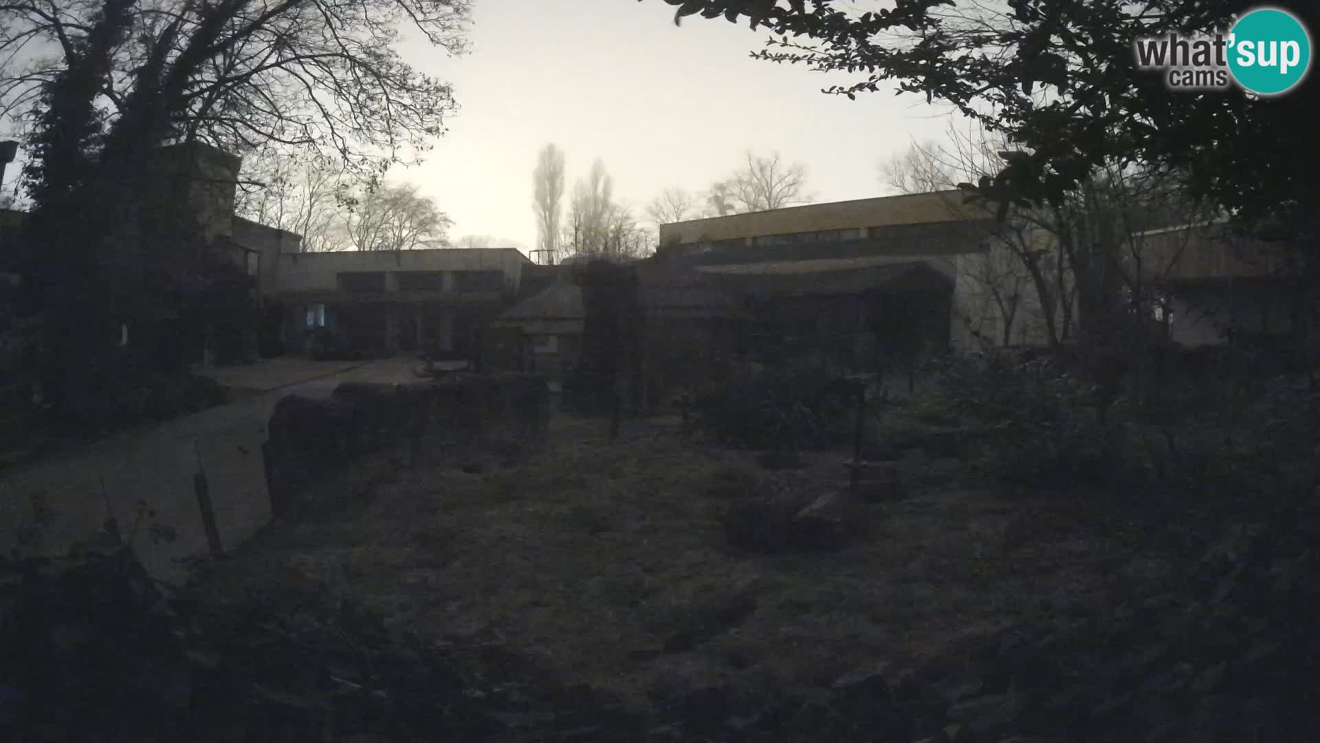 Zoo Zagreb – Suricate