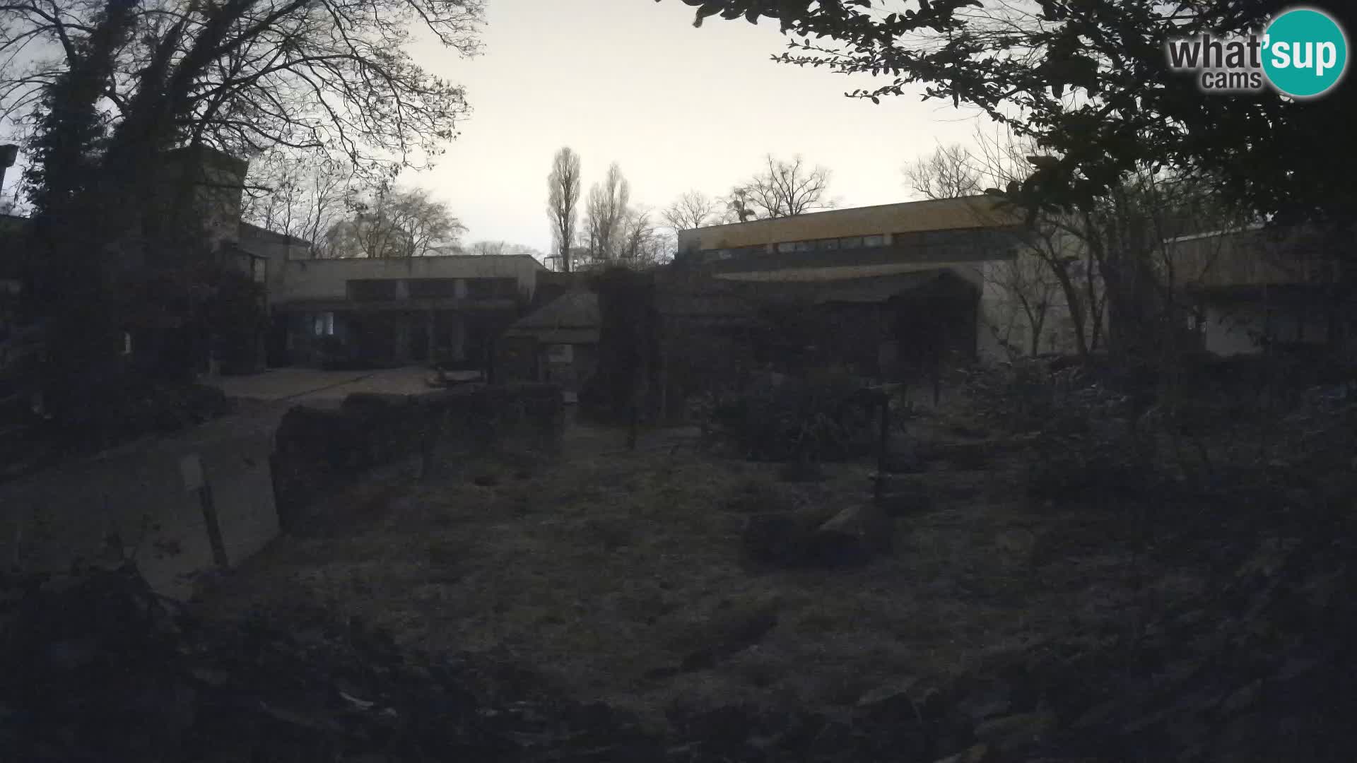 Zoo Zagreb – Merkat