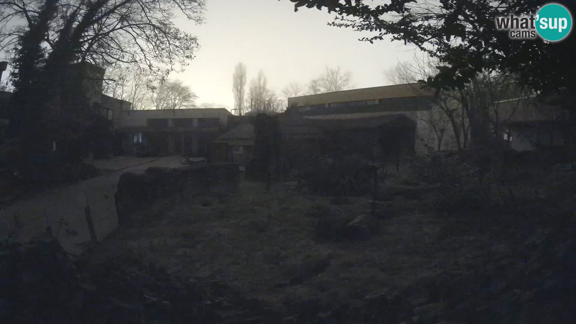 Zoo Zagreb – Suricata