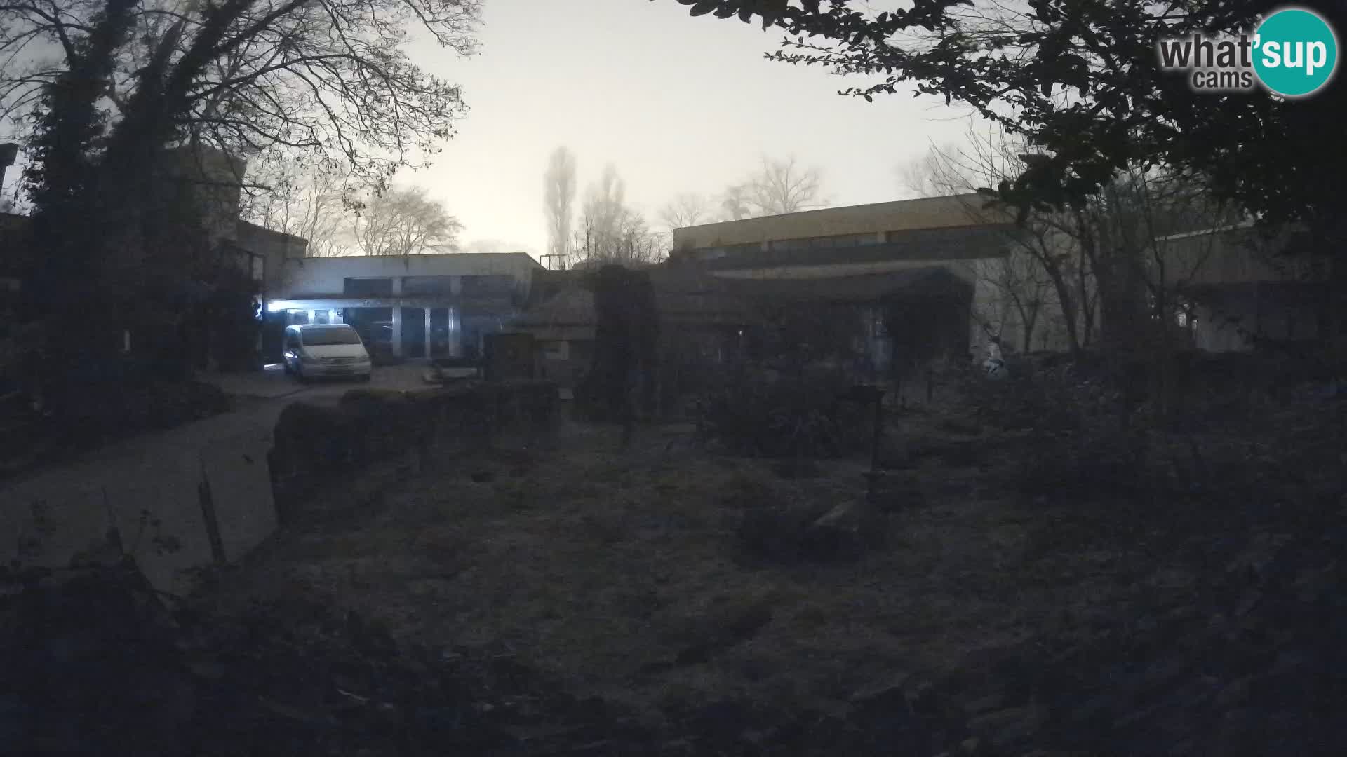 Zoo Zagreb – Surikate