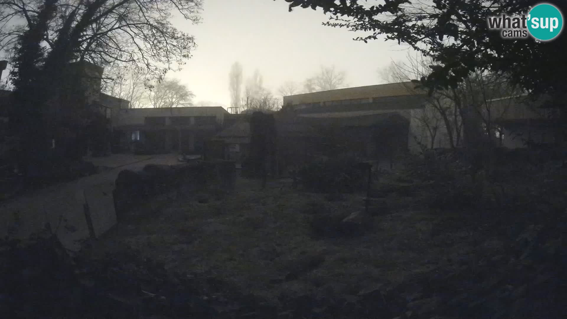 Zoo Zagreb – Surikate