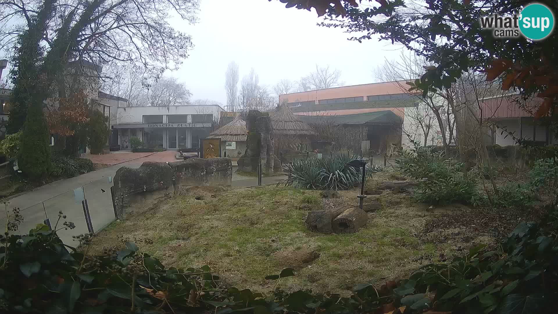 Zoo Zagreb – Suricate