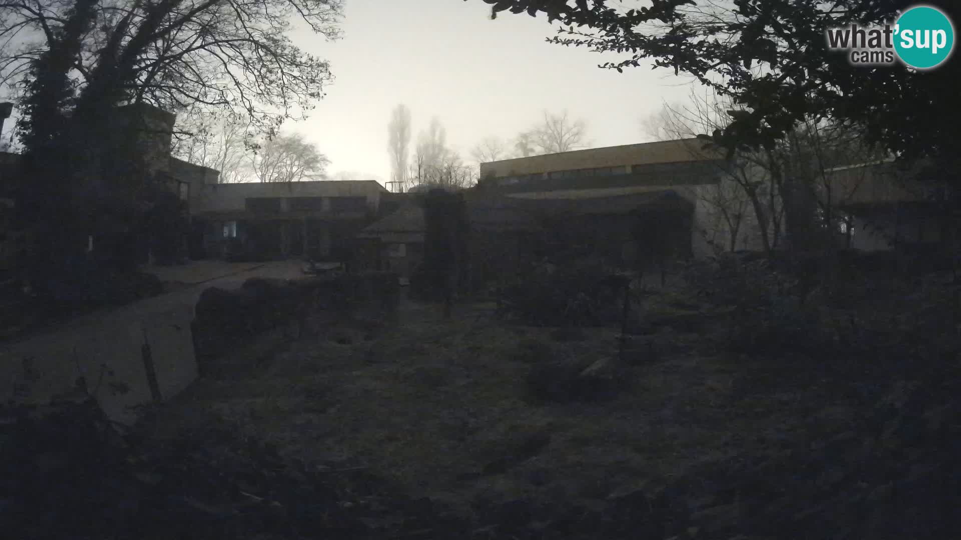 Zoo Zagreb – Merkat