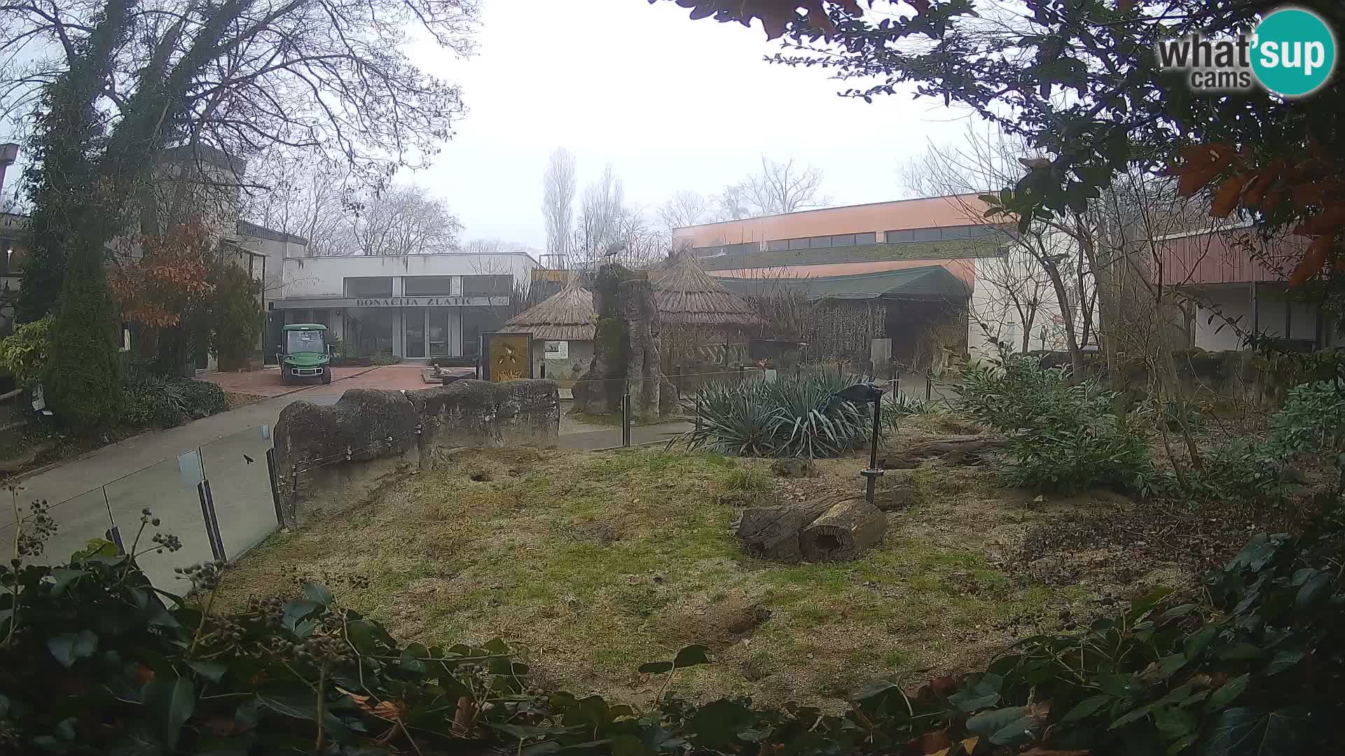 Zoo Zagreb – Merkat
