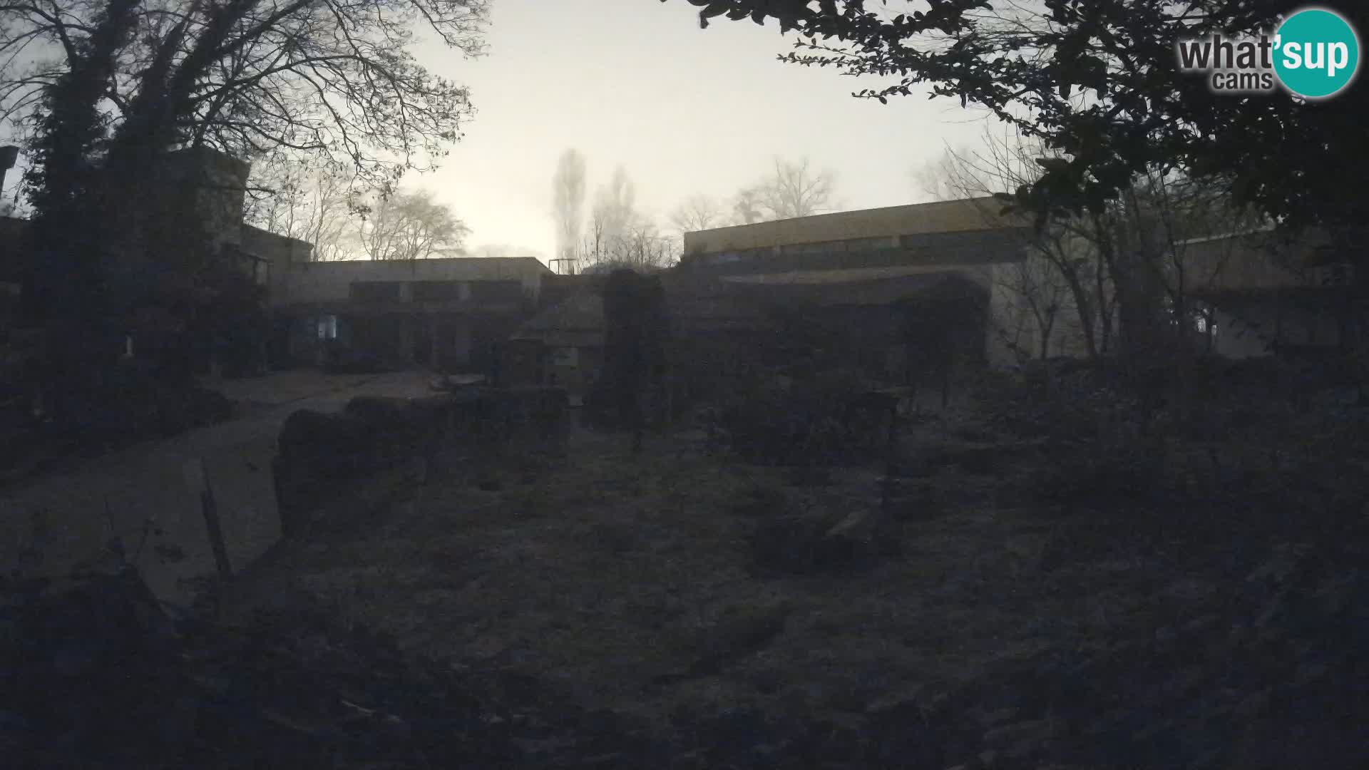 Zoo Zagreb – Surikate