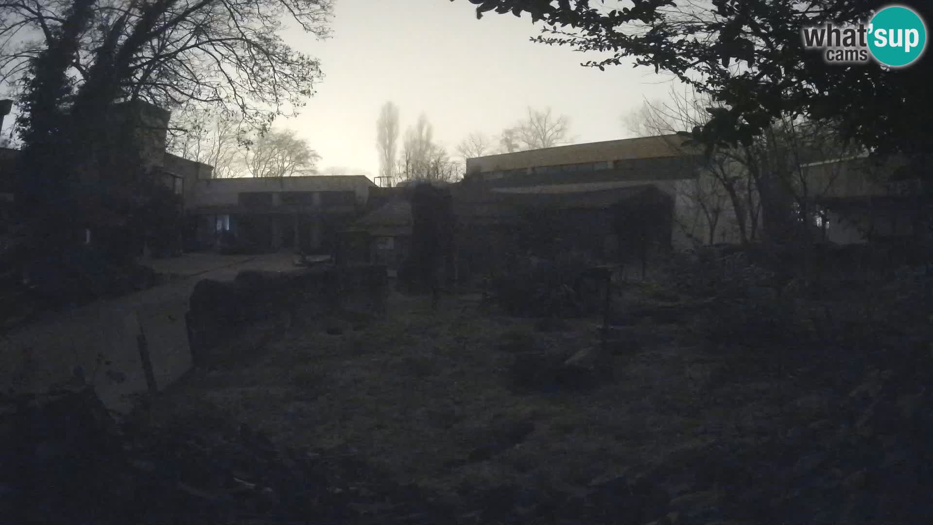 Zoo Zagreb – Surikate