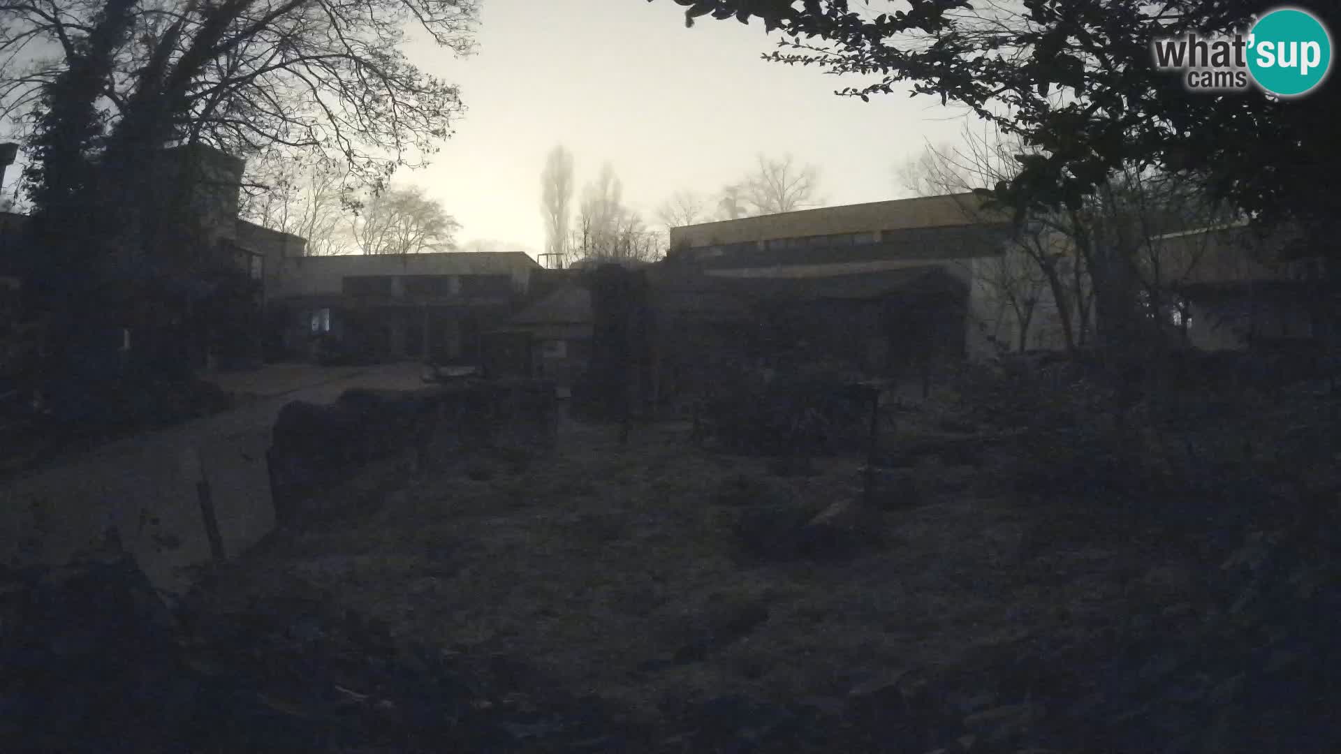 Zoo Zagreb – Suricata