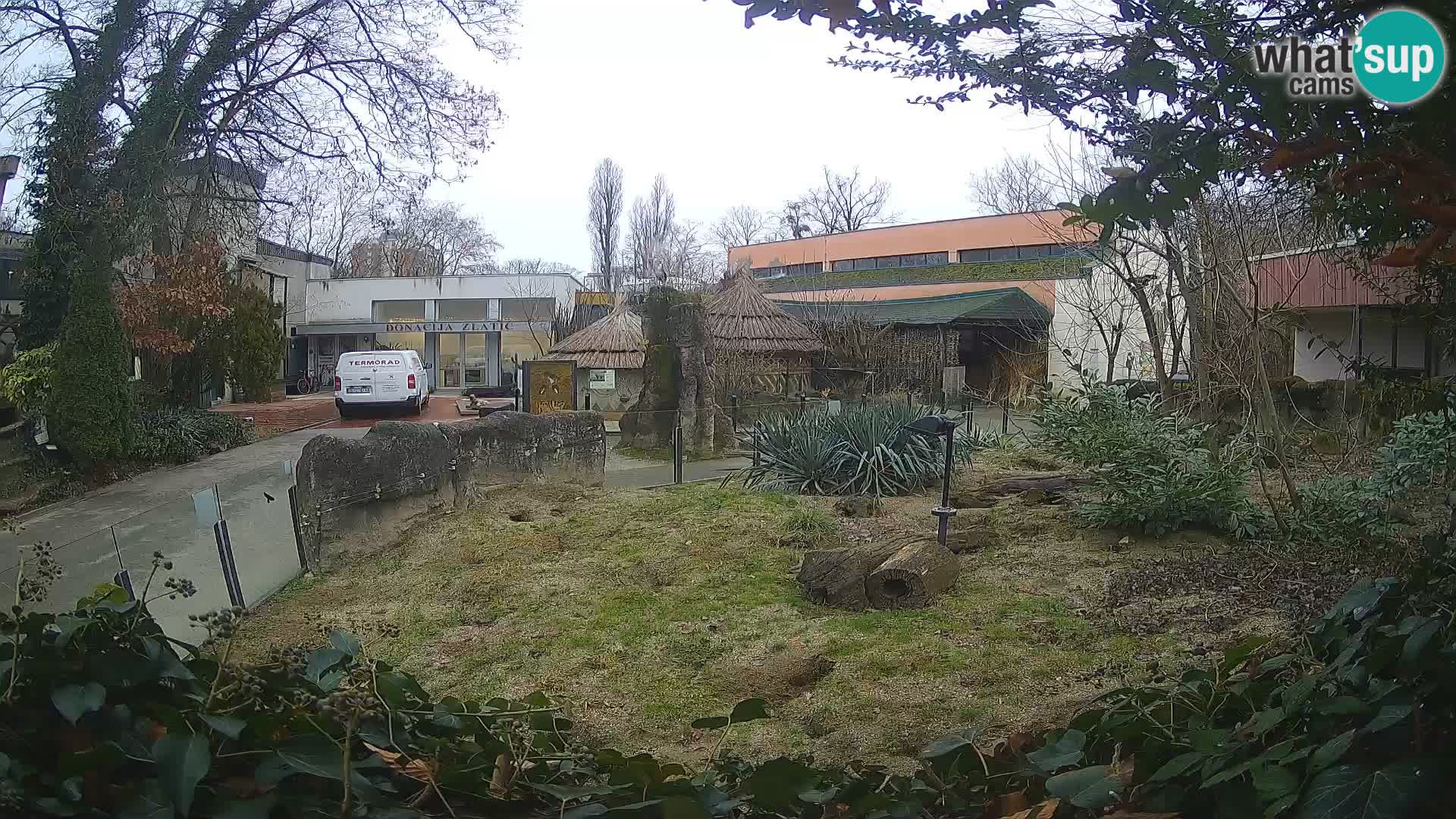 Zoo Zagreb – Suricata