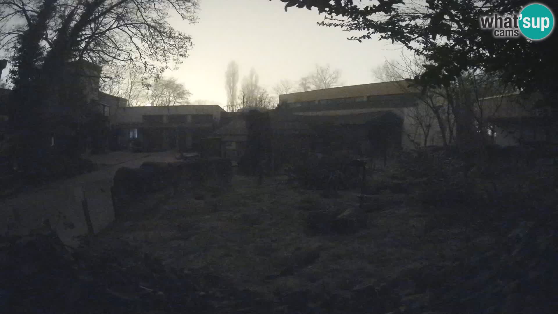 Zoo Zagreb – Surikate