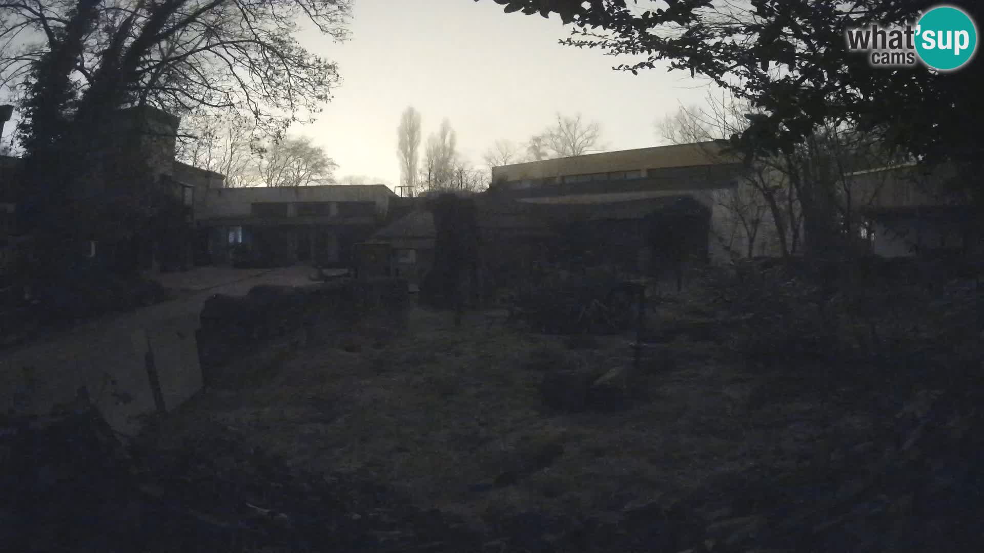 Zoo Zagreb – Merkat