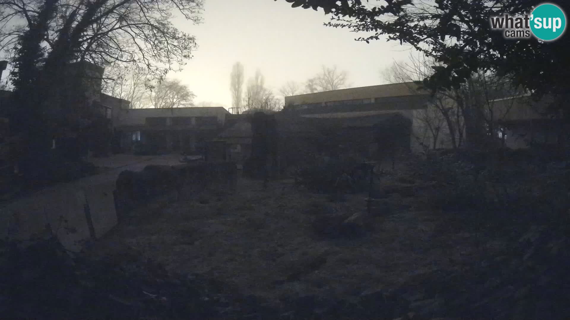 Zoo Zagreb – Suricate