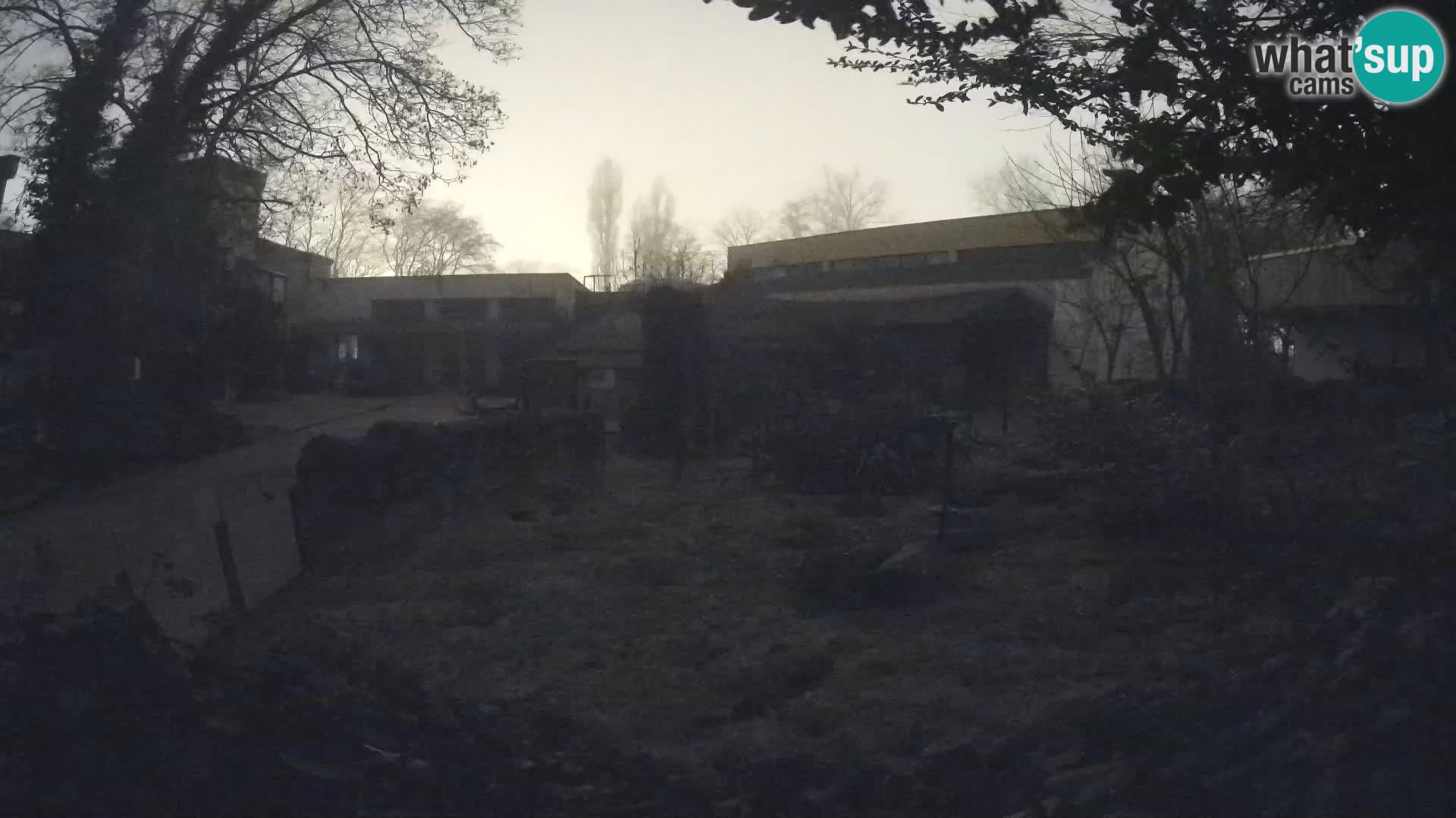 Zoo Zagreb – Suricata