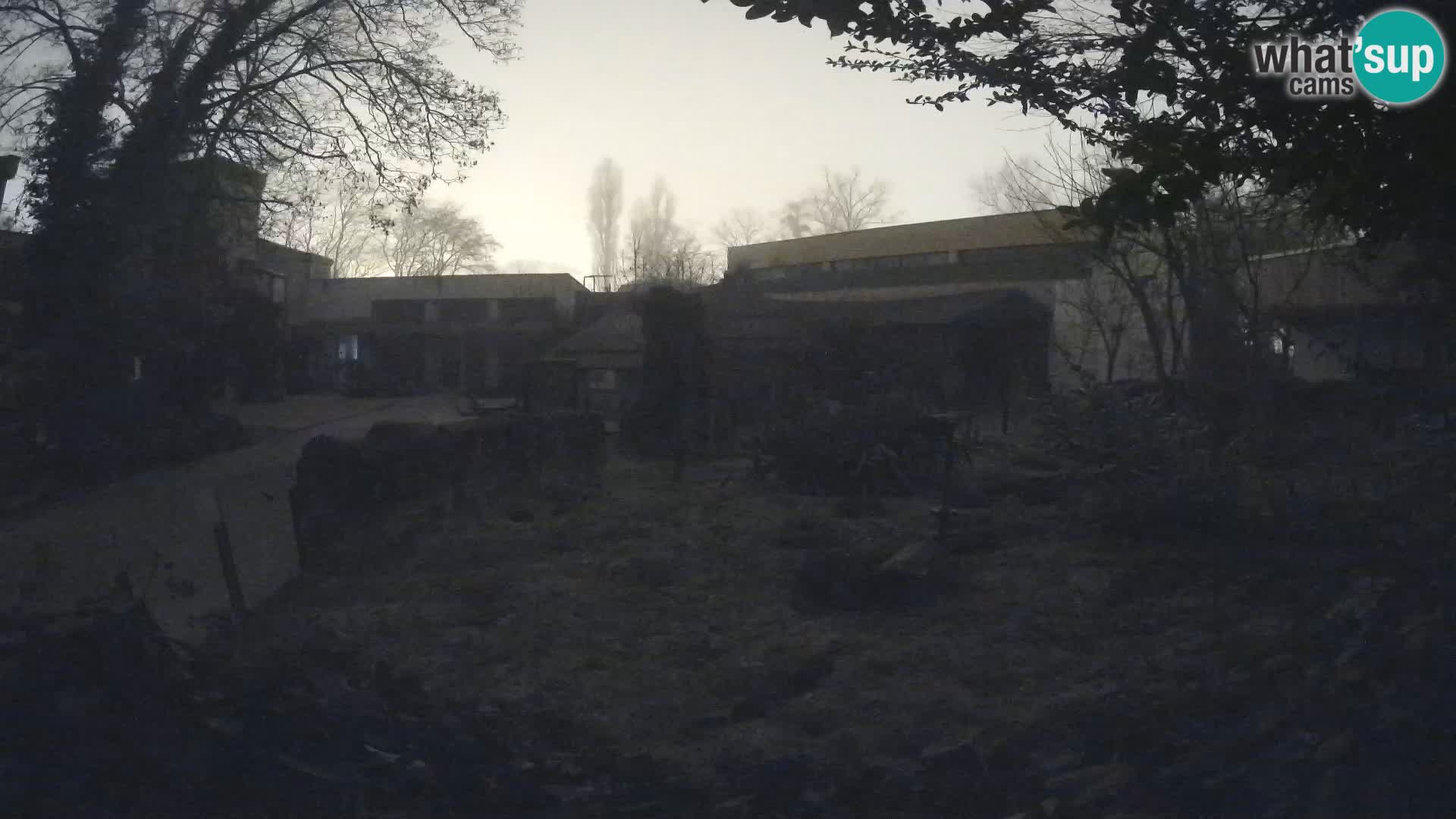 Zoo Zagreb – Suricata