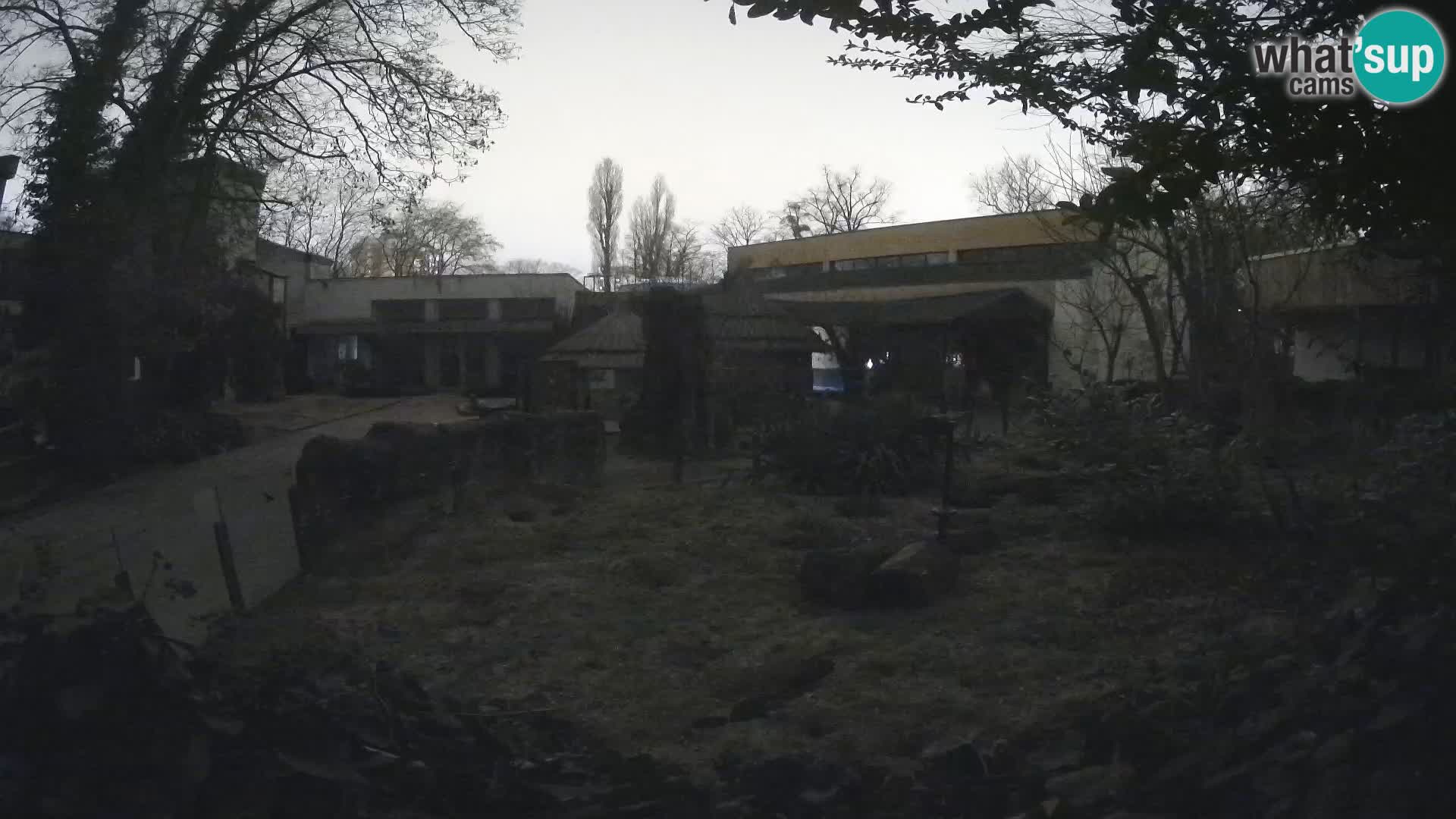 Zoo Zagreb – Suricata