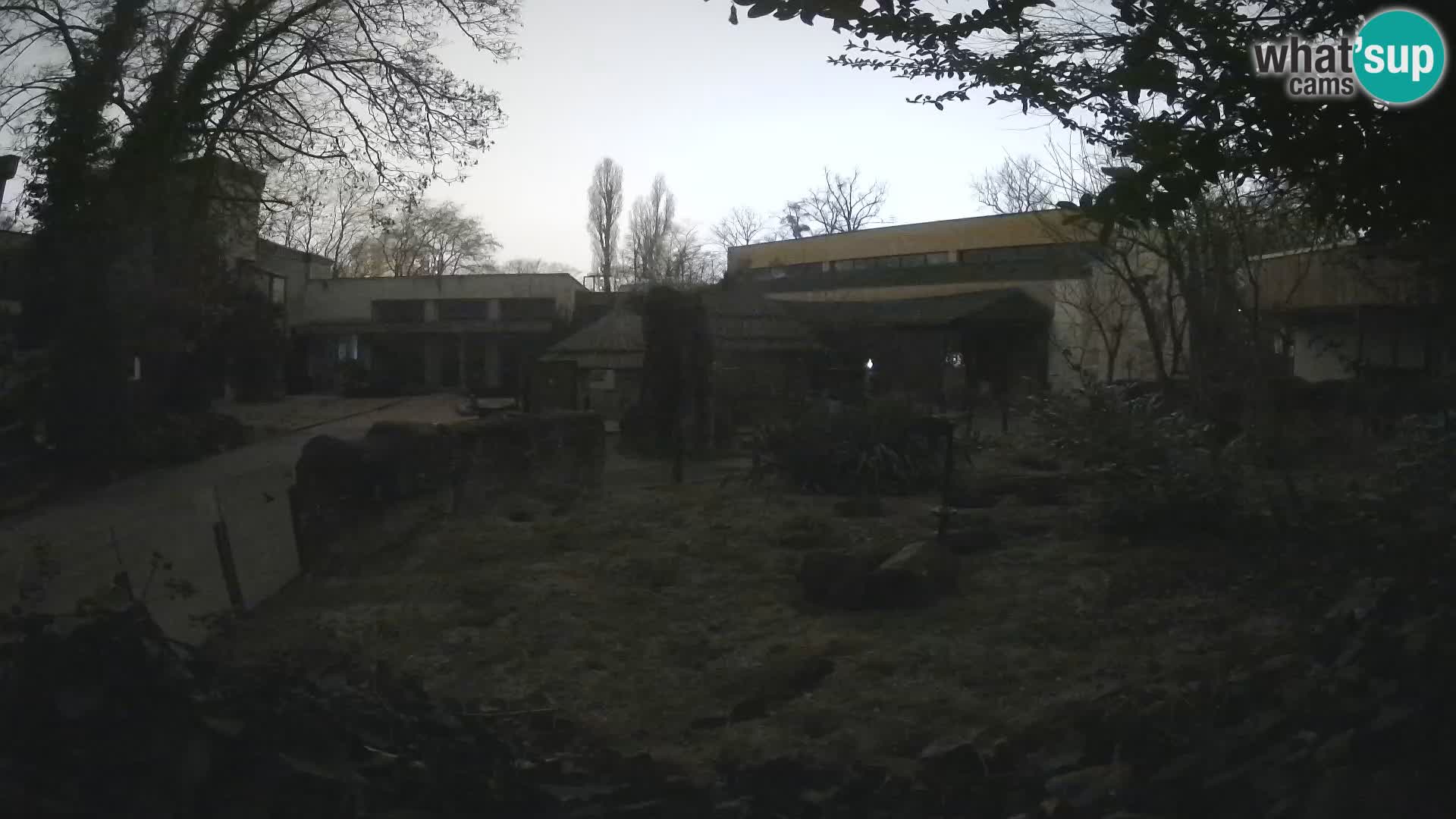 Zoo Zagreb – Suricate