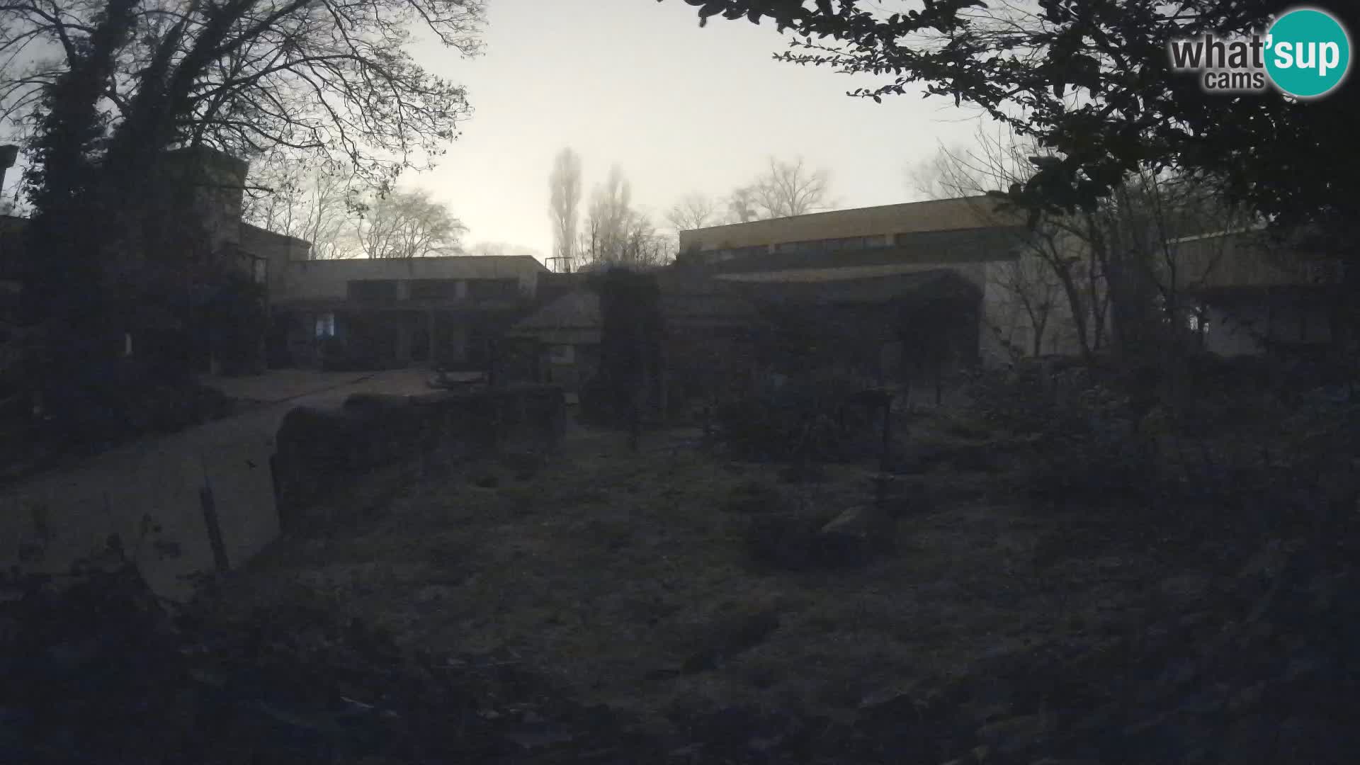 Zoo Zagreb – Surikate