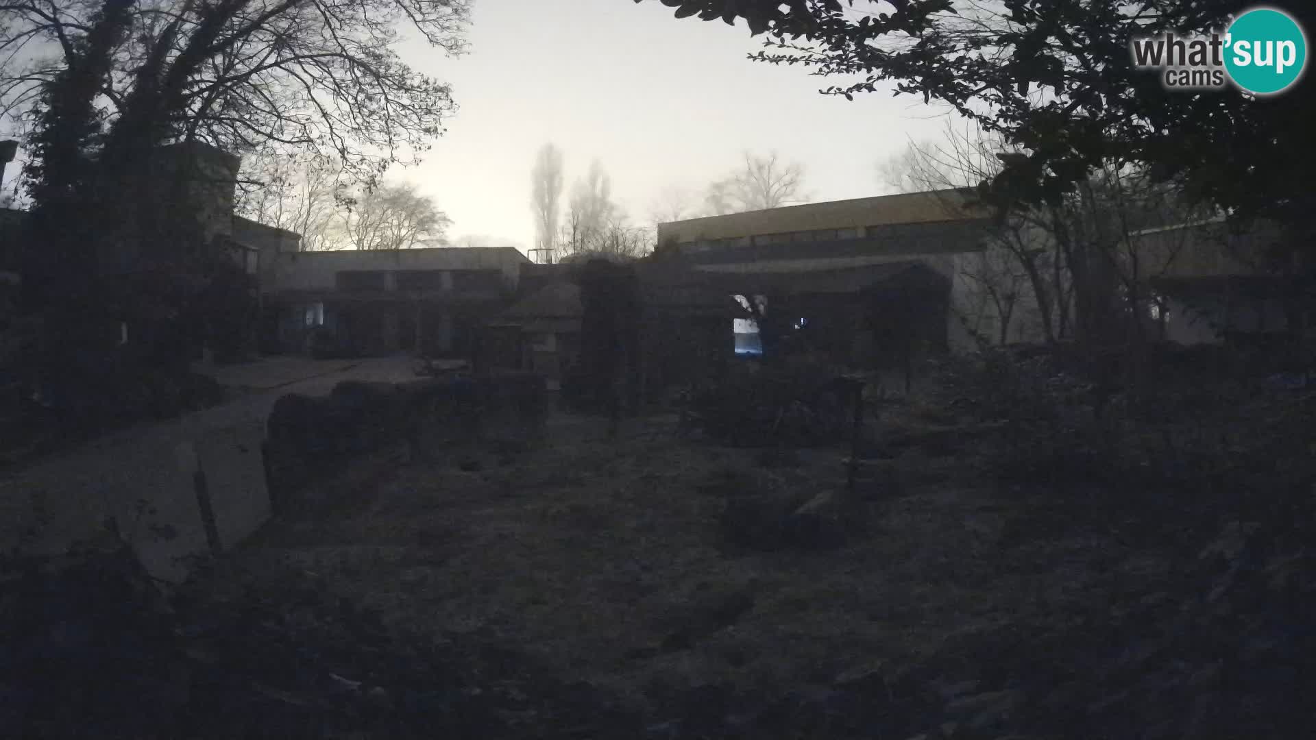 Zoo Zagreb – Merkat