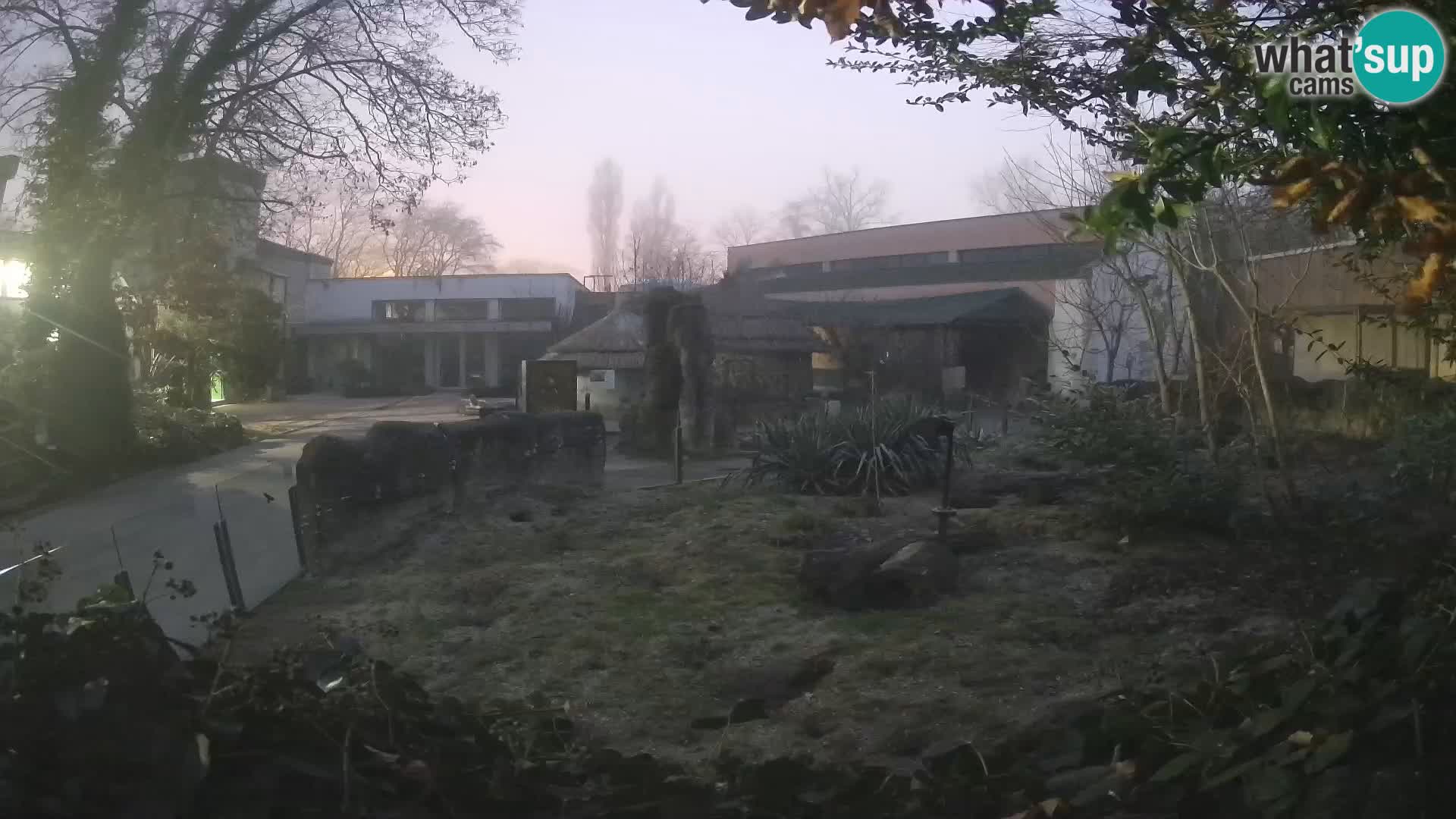 Zoo Zagreb – Merkat