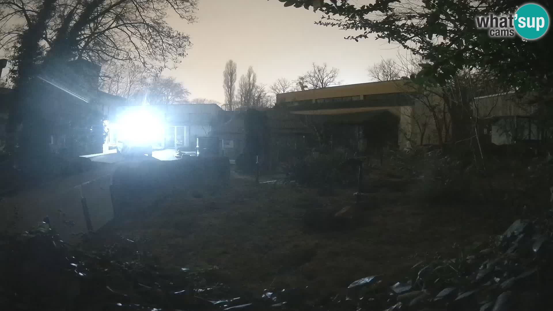 Zoo Zagreb – Merkat