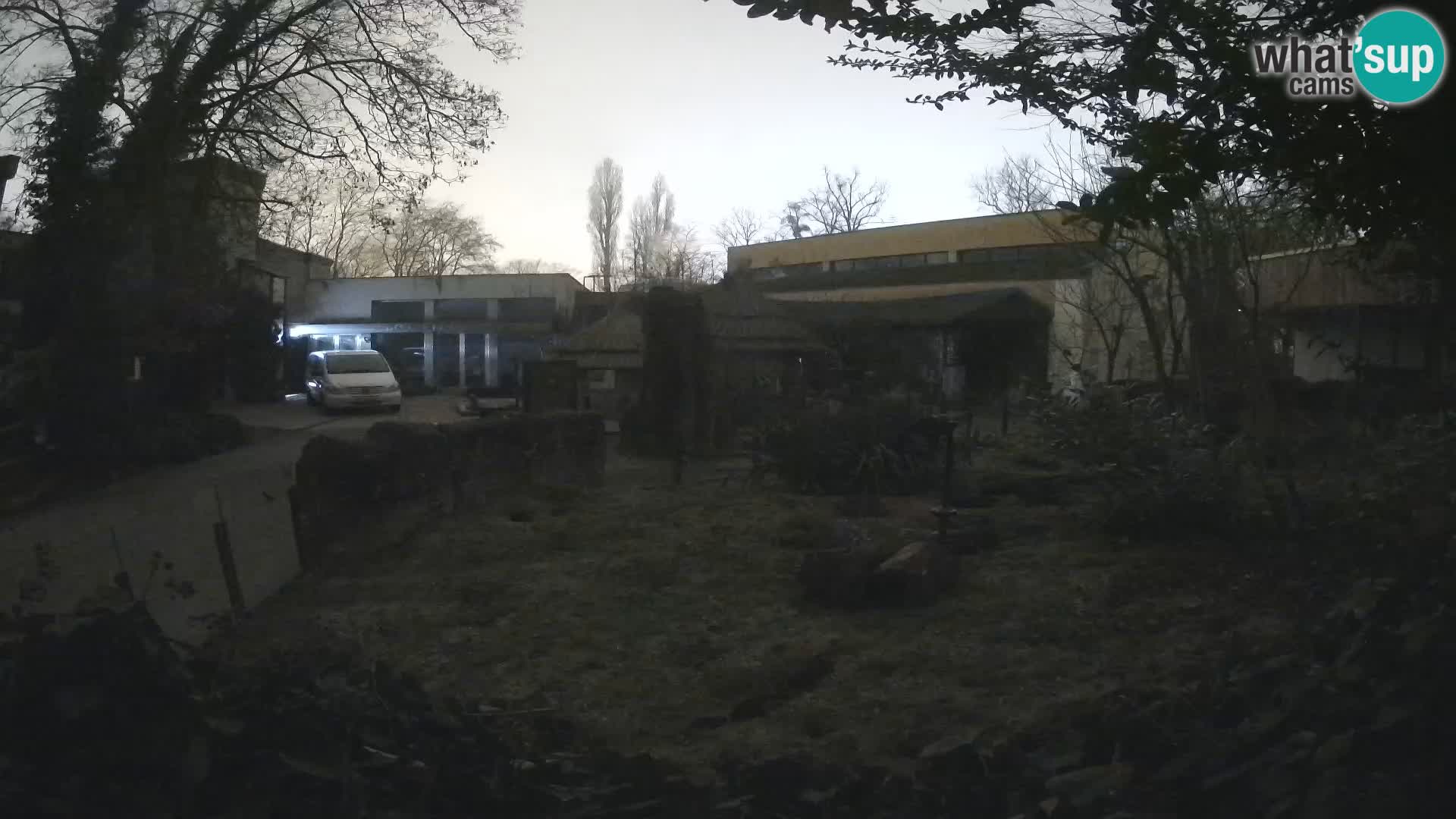 Zoo Zagreb – Suricate