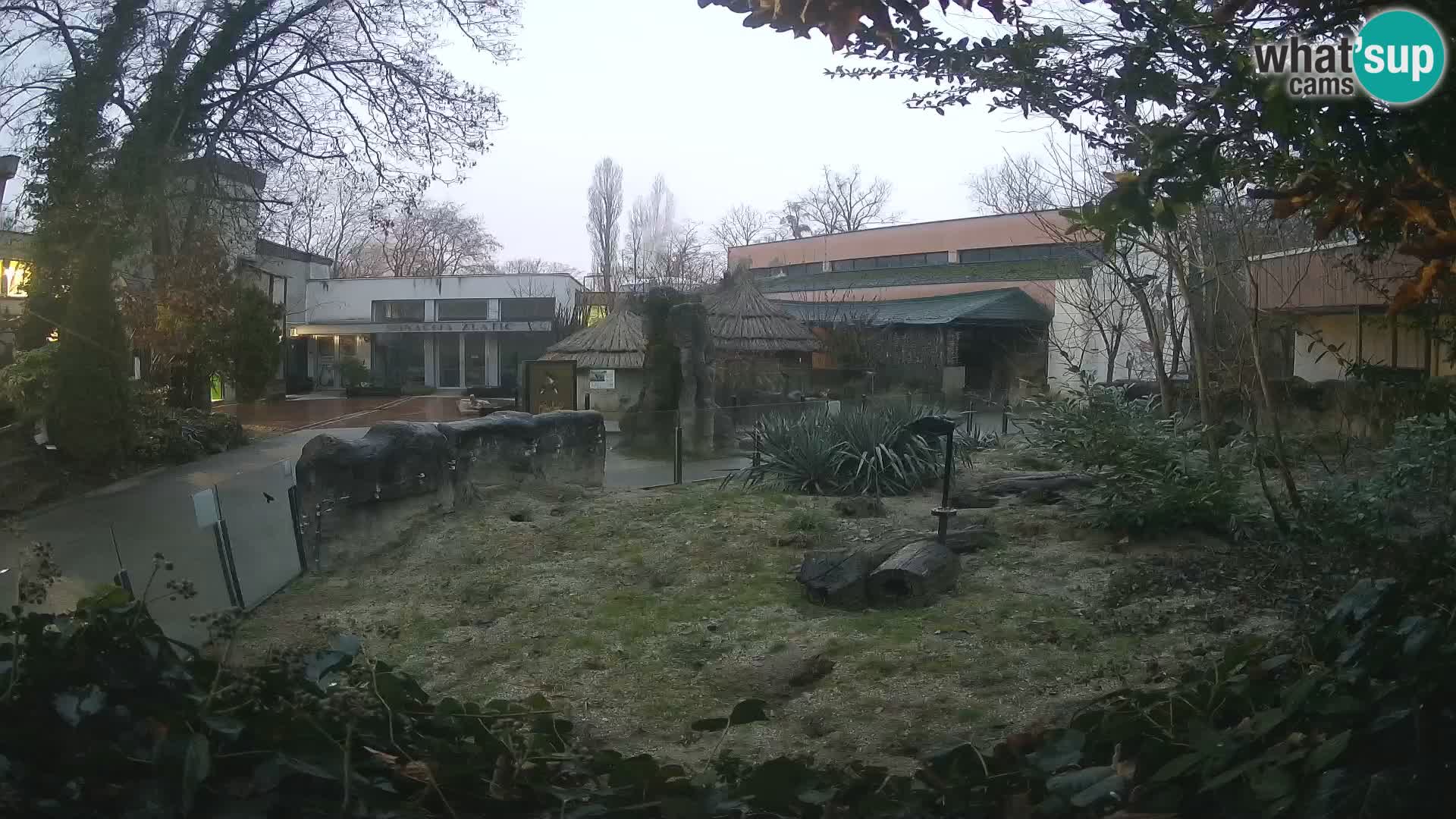 Zoo Zagreb – Merkat