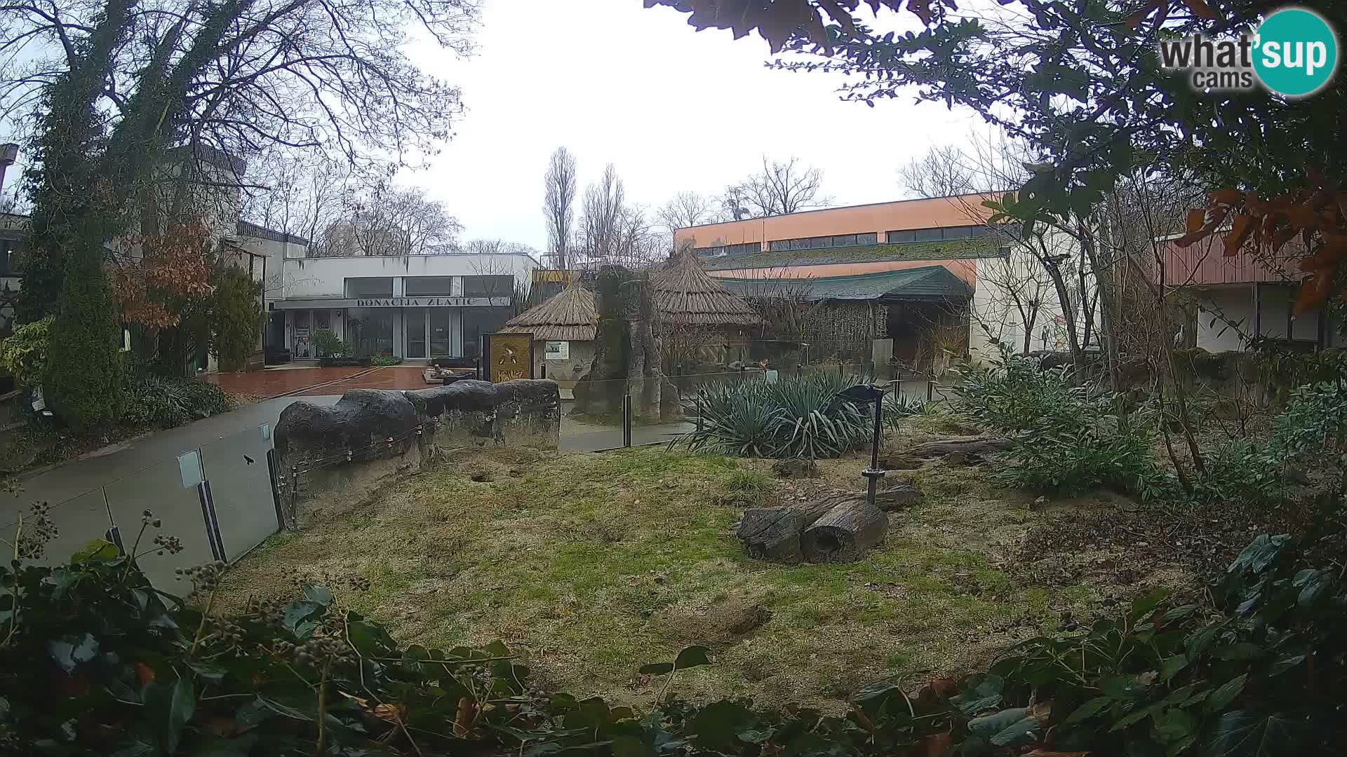 Zoo Zagreb – Merkat