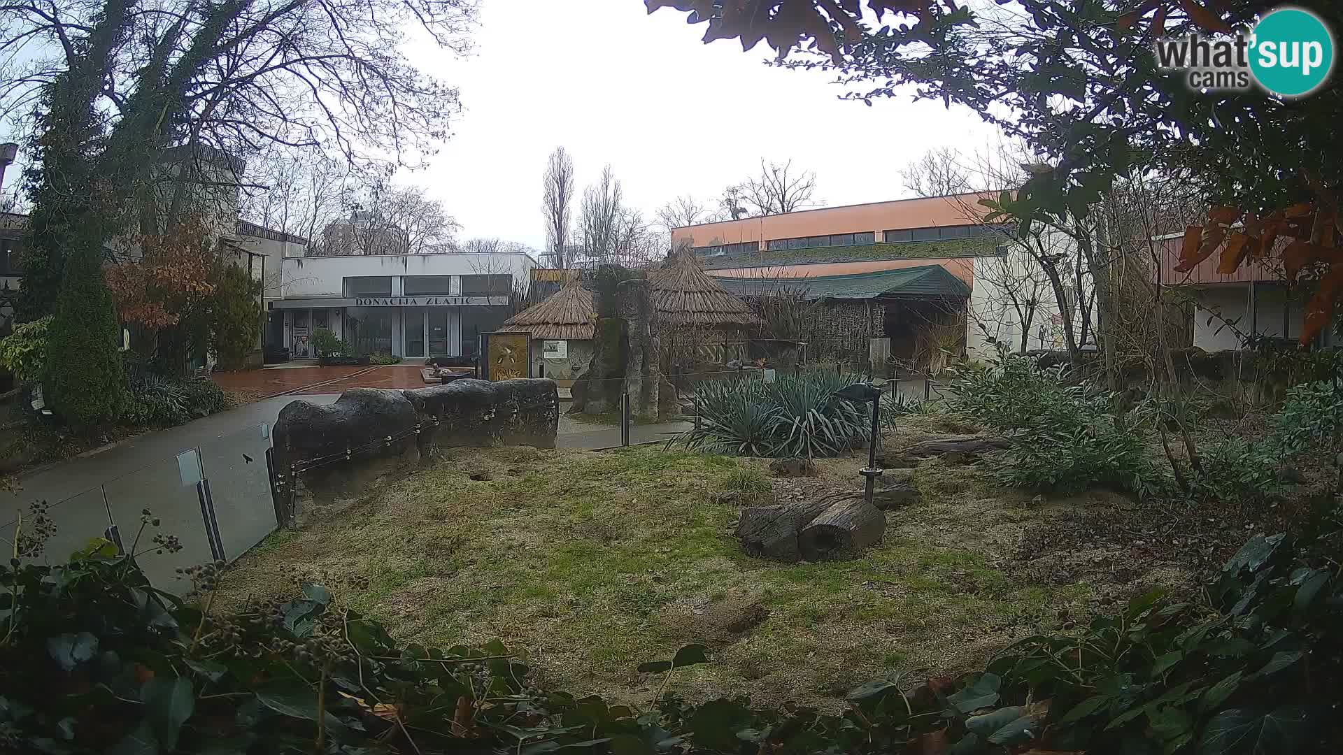 Zoo Zagreb – Suricate