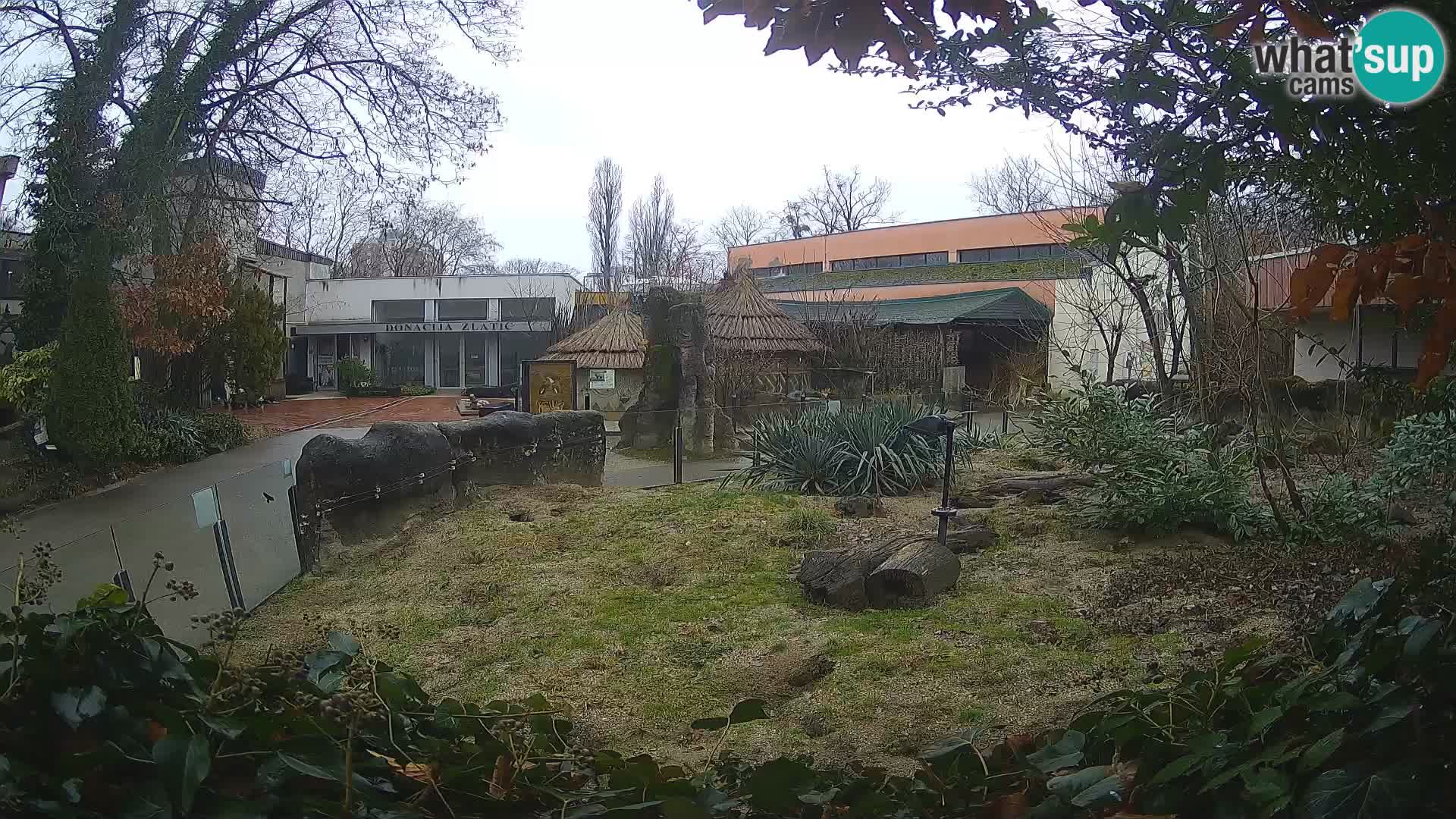 Zoo Zagreb – Merkat